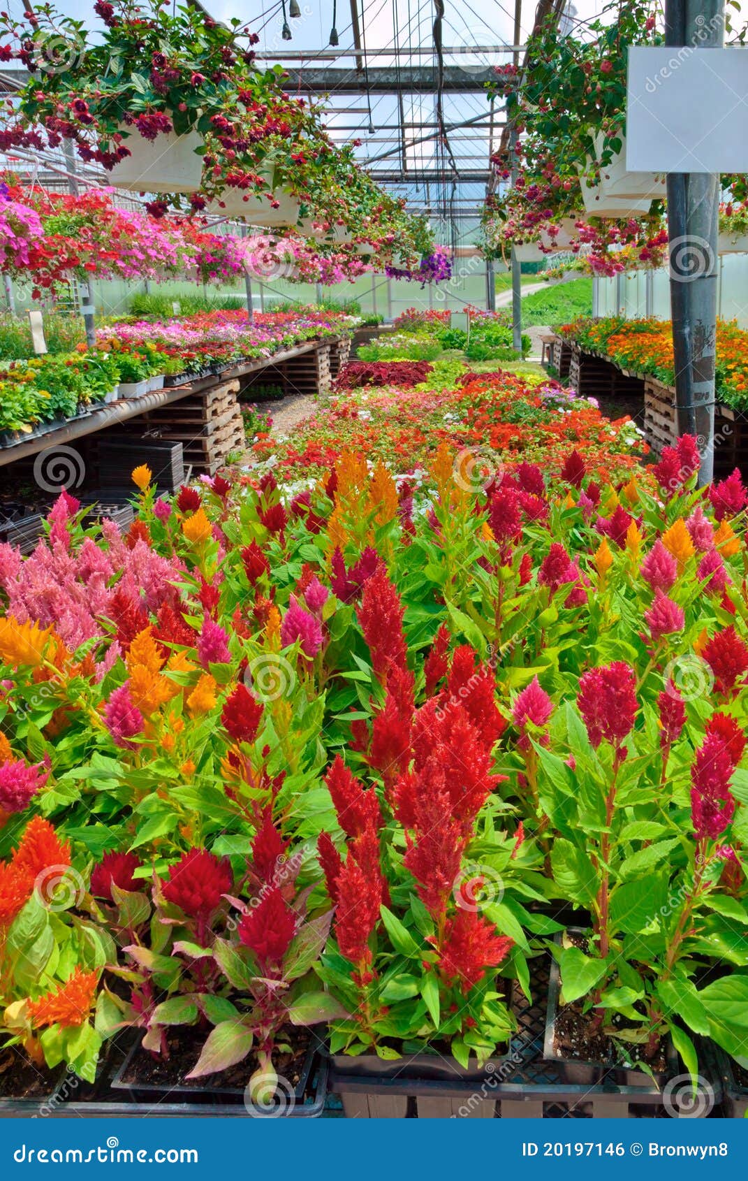 Flowers in Greenhouse stock photo. Image of market, pots 20197146