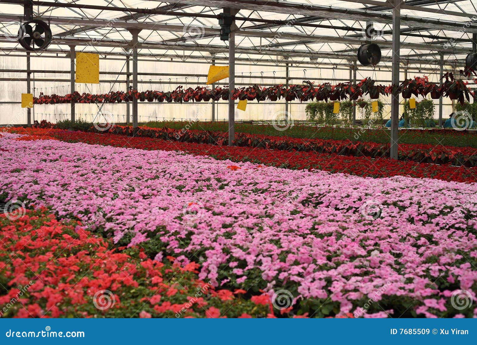 Flowers in Greenhouse stock image. Image of autumn, treehouse 7685509