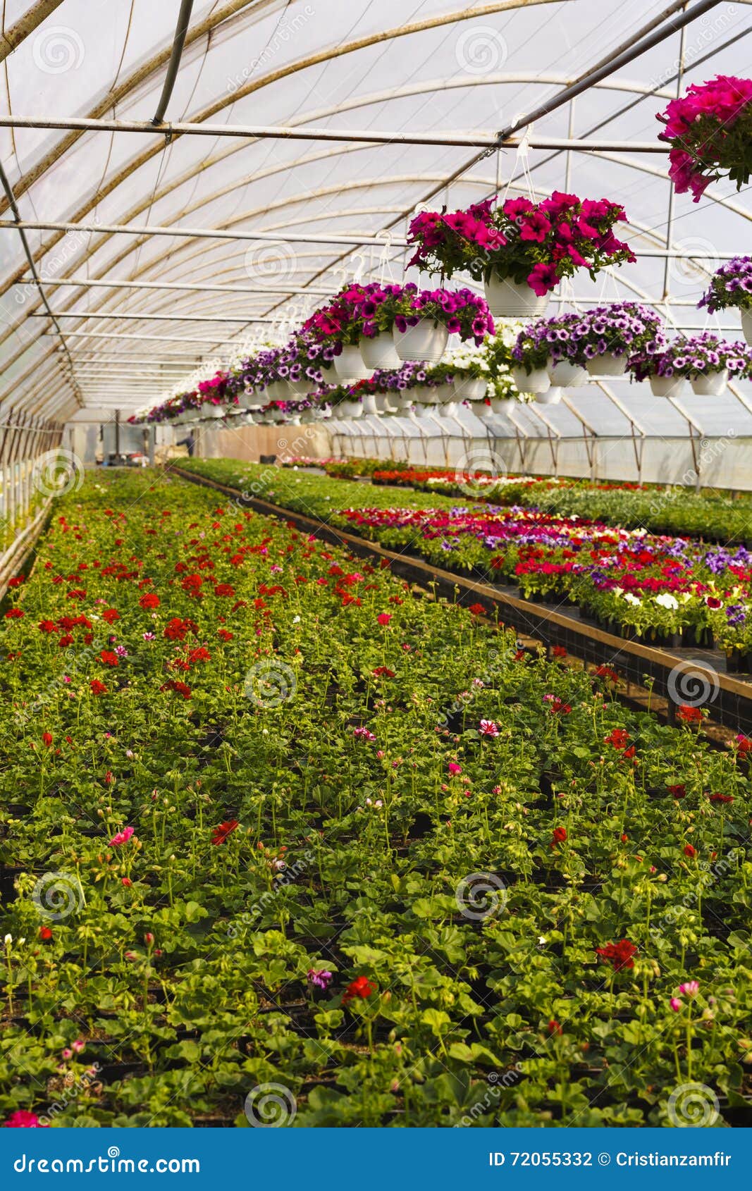 Flowers in greenhouse stock photo. Image of business 72055332