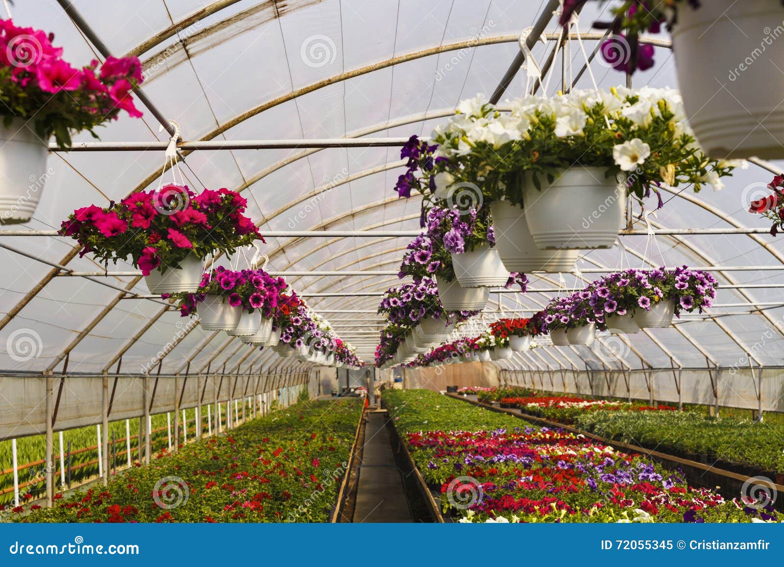 Flowers in greenhouse stock image. Image of botany, agriculture 72055345
