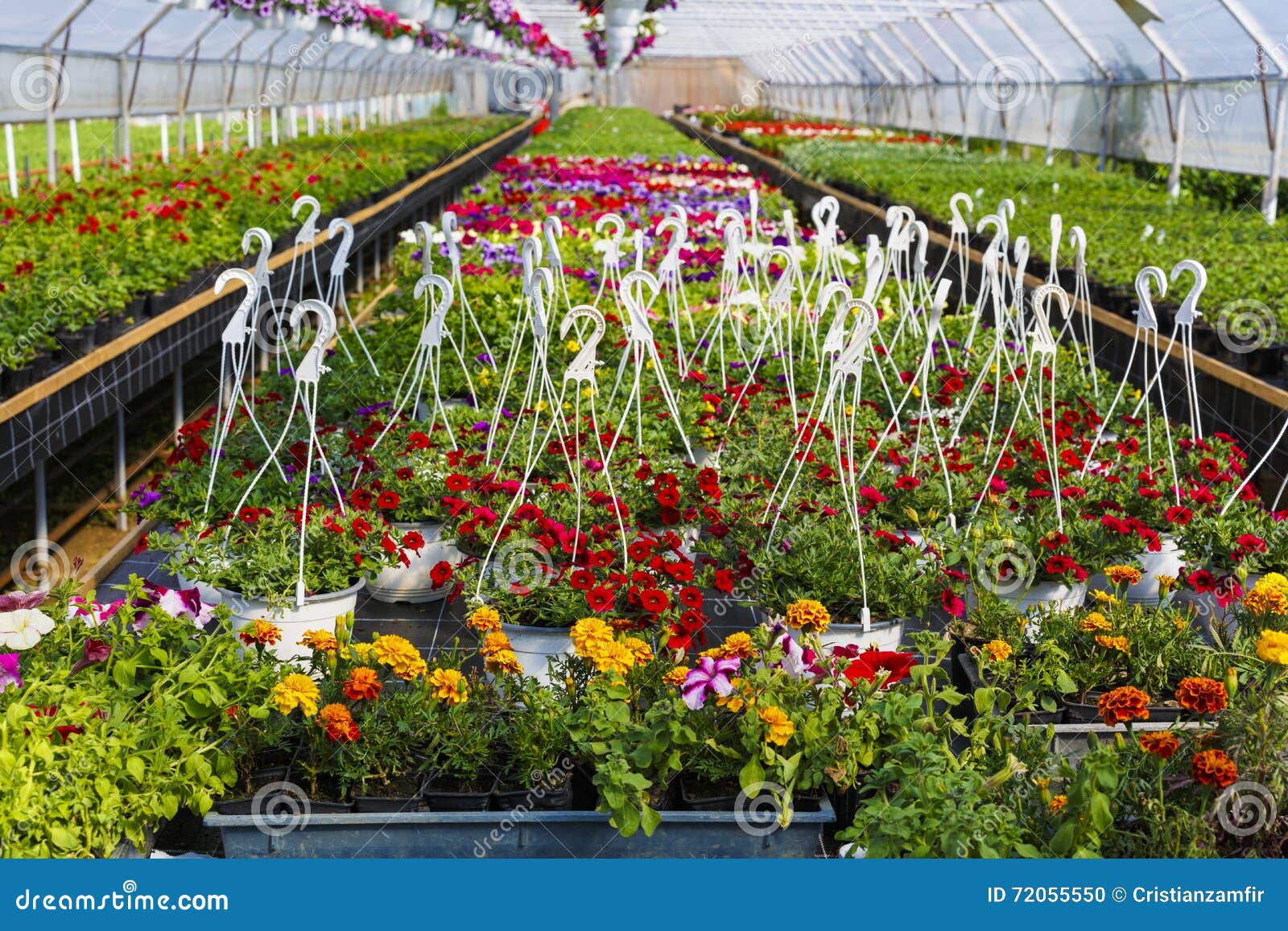 Flowers in greenhouse stock photo. Image of fresh, blooming 72055550