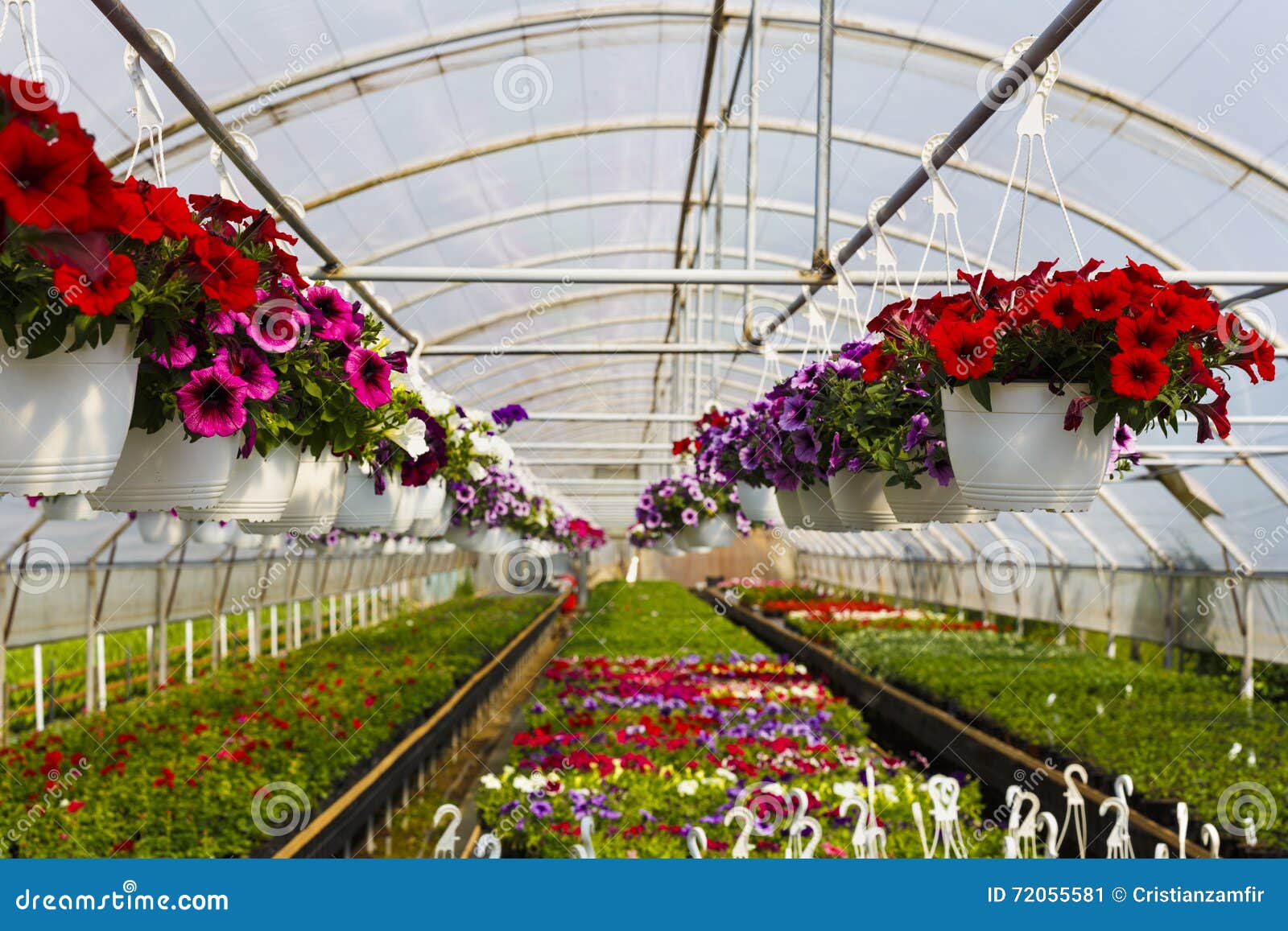 Flowers in greenhouse stock image. Image of blooming 72055581