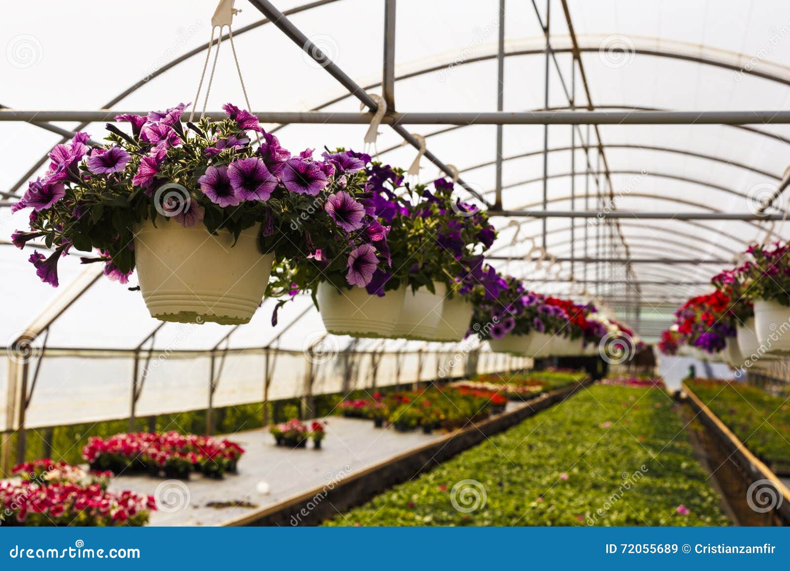 Flowers in greenhouse stock image. Image of color, farm 72055689