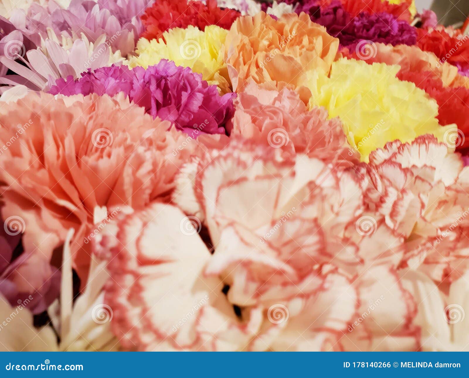 Flowers of Grief MEMORIES Passion Stock Photo Image of passion, grief