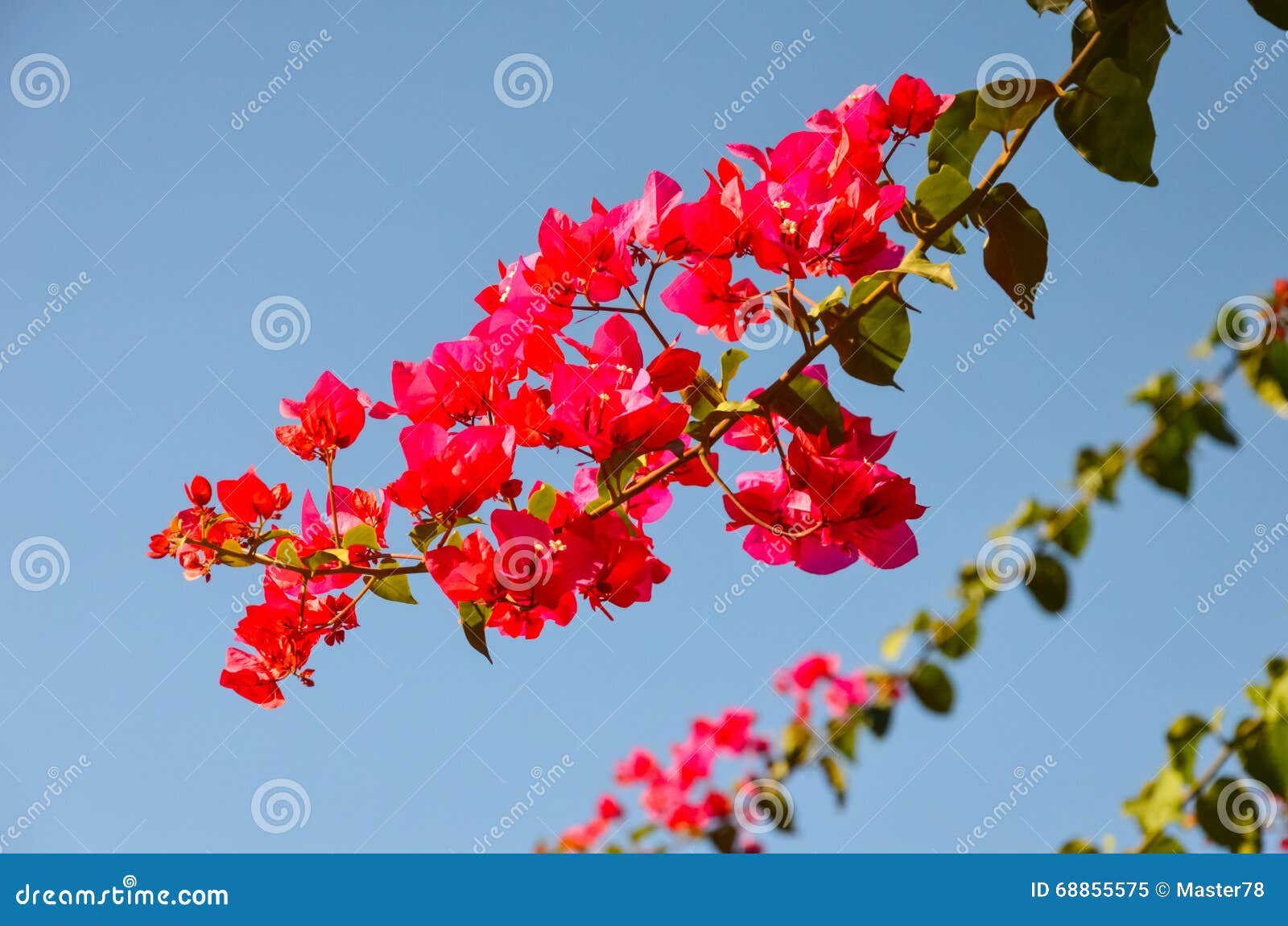 Flowers grow on the beache stock image. Image of bloom 68855575