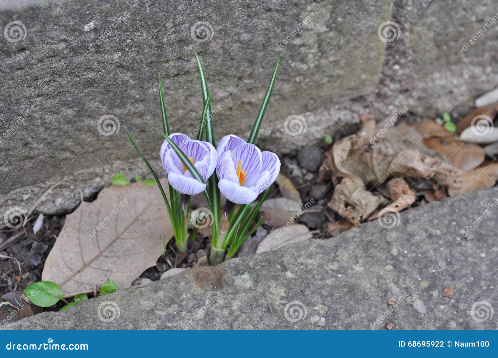 Flowers Grow through Cracks between Paved Stones Stock Photo Image of