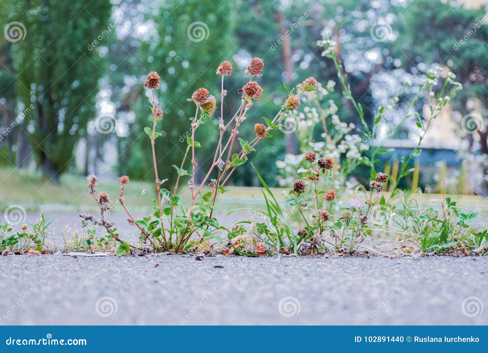 Flowers Growing from the Concrete. Stock Photo Image of background