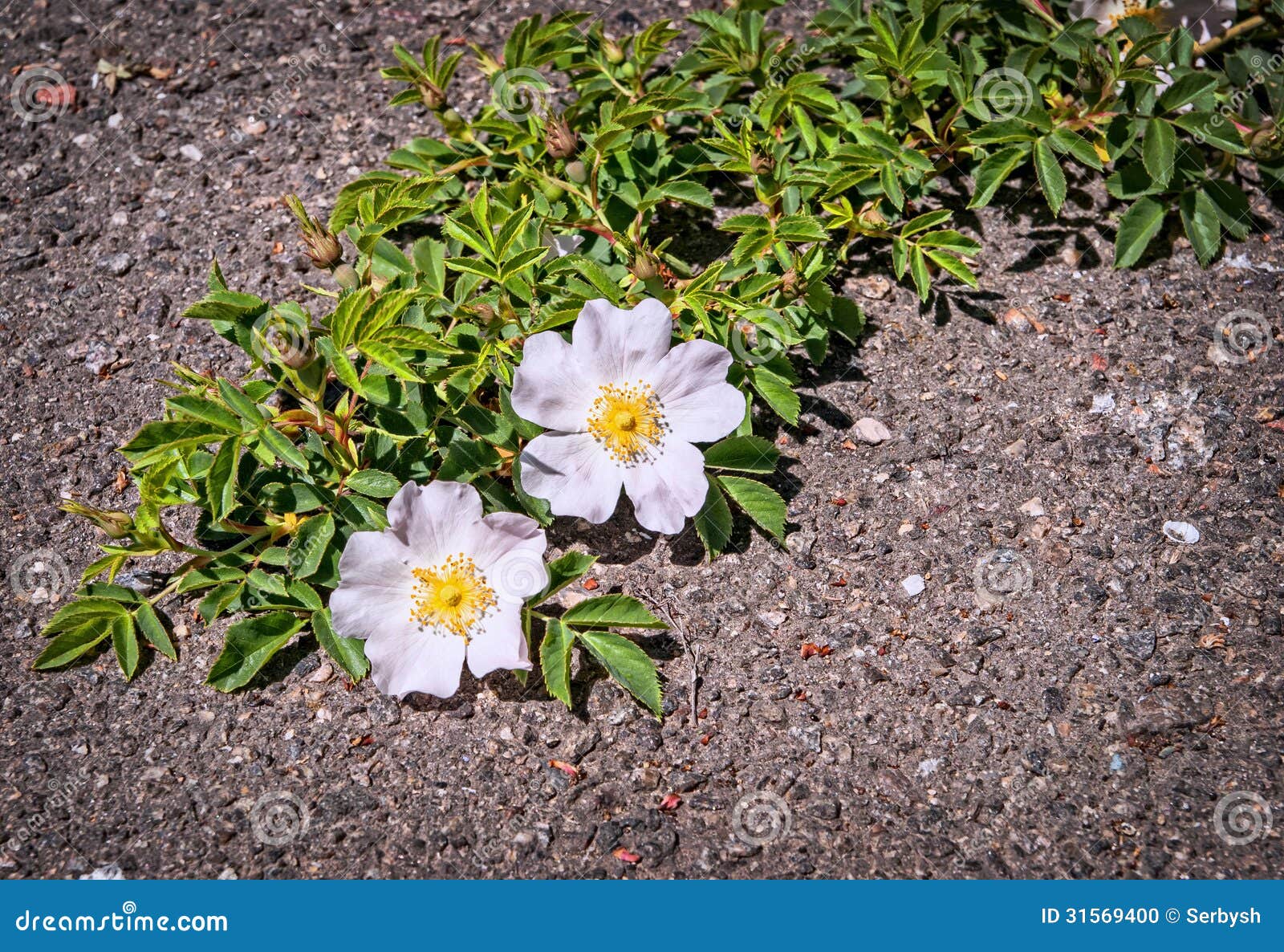 Flowers Growing on Crack in Old Asphalt Pavement Stock Photo Image of
