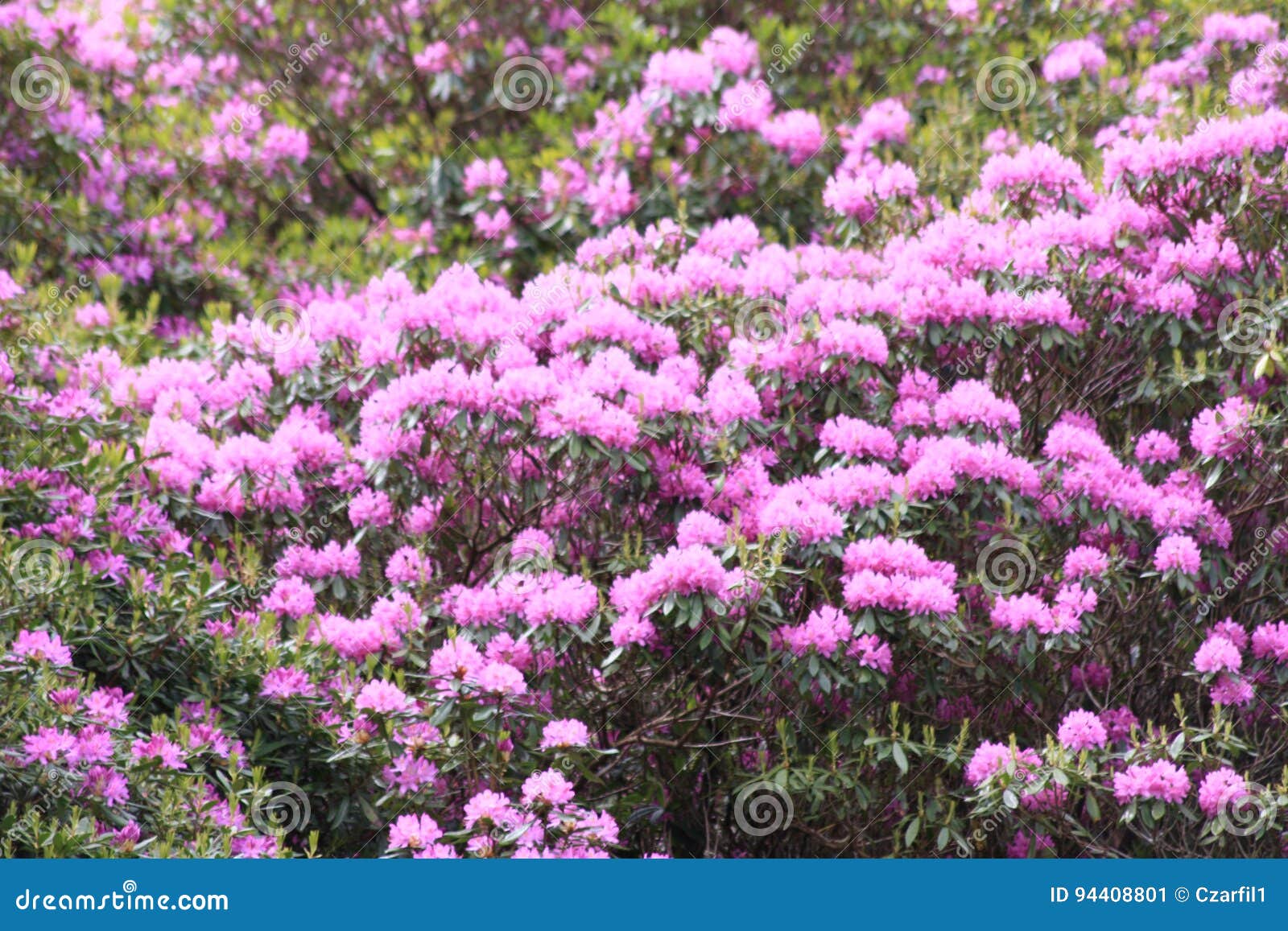 Flowers growing stock image. Image of blooming, view 94408801