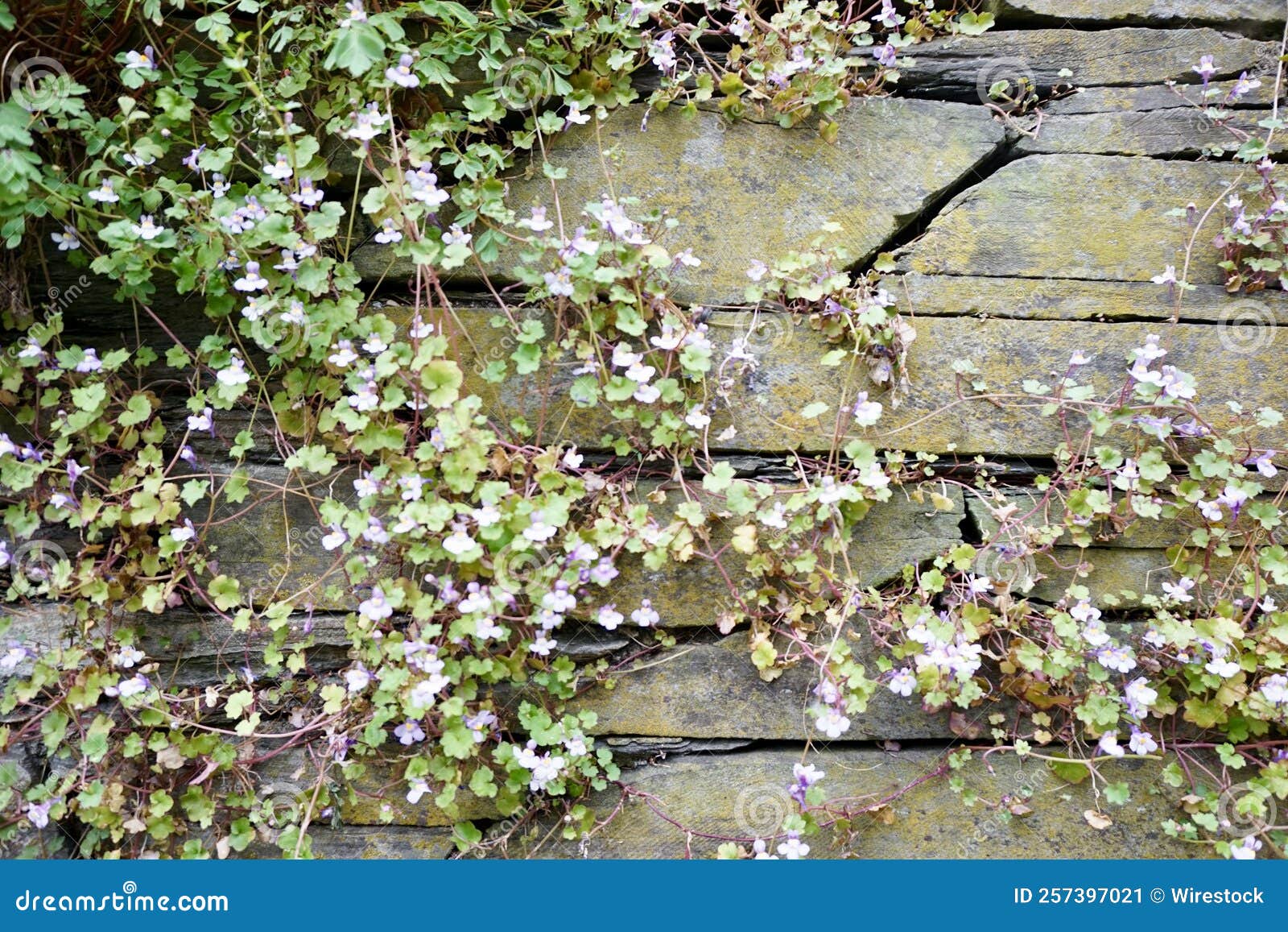 Flowers Growing from a Stone Wall. Stock Image Image of surface, growing 257397021