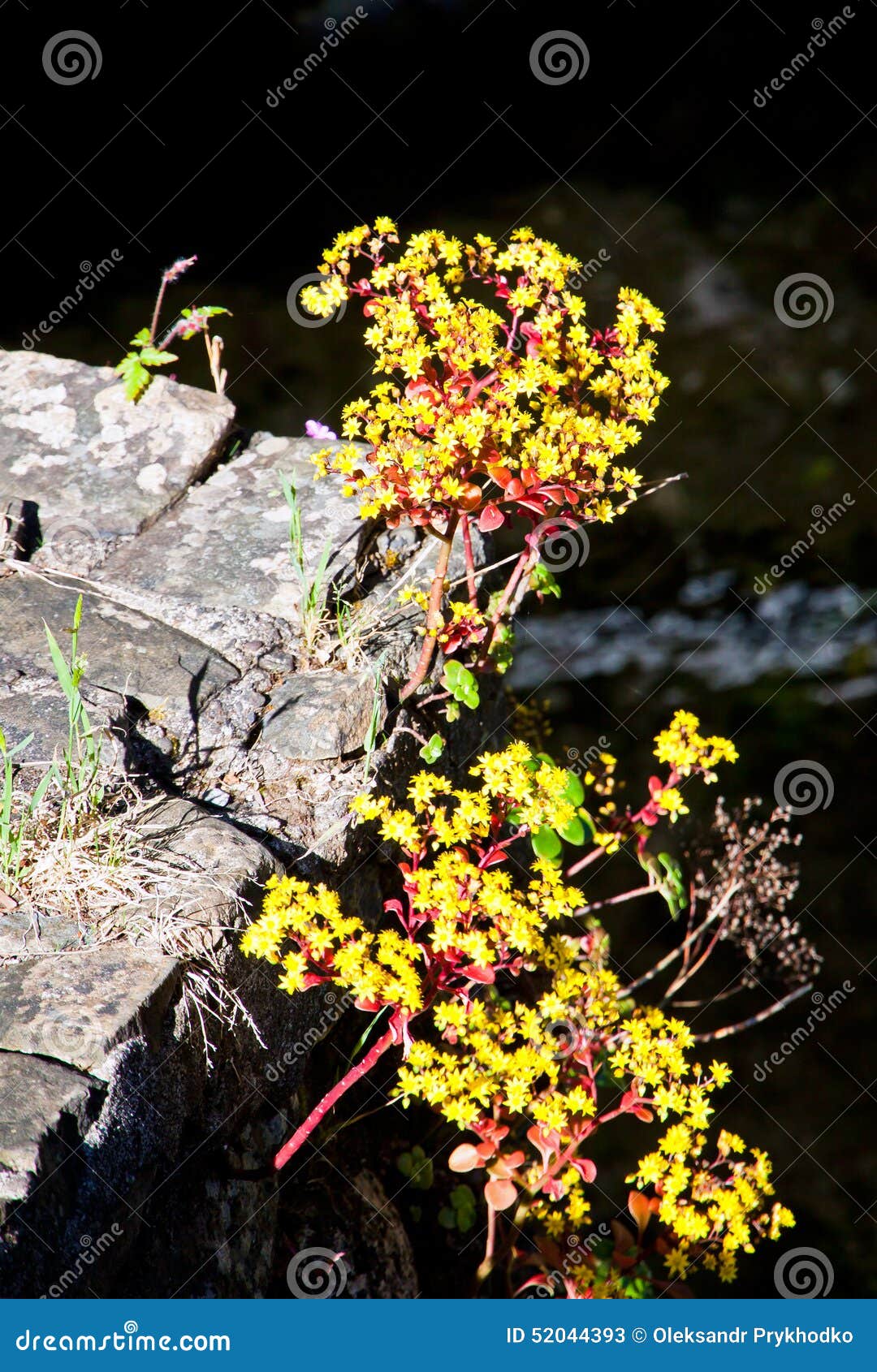 Flowers Growing Throught a Stones Stock Image Image of life, leaf