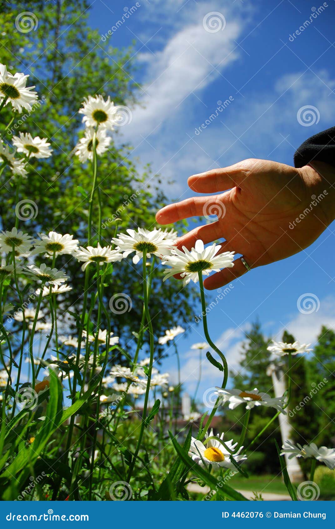 Flowers and Hand stock photo. Image of pistil, color, blue 4462076