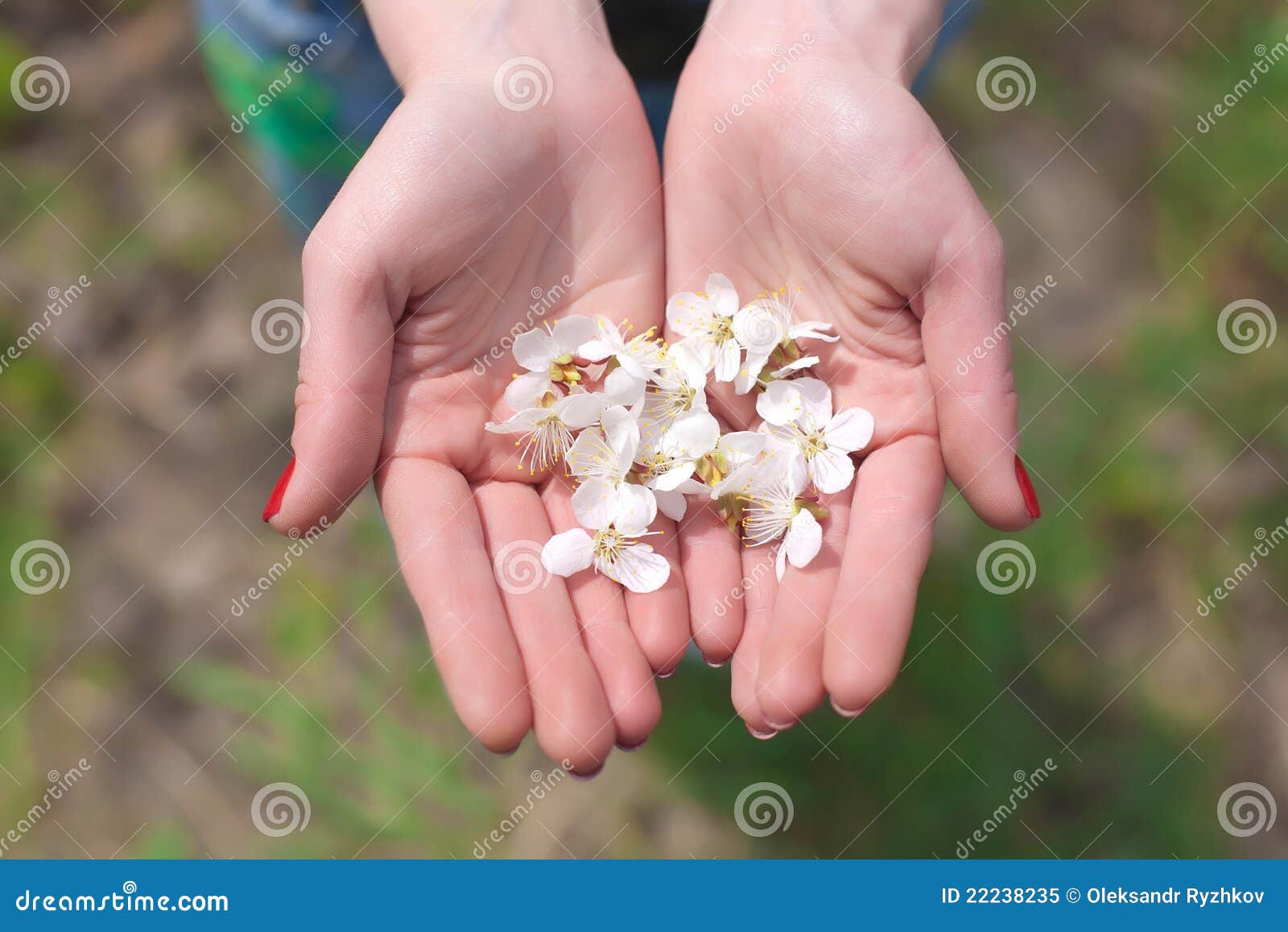 Flowers in the Hands of Women Stock Image Image of conceptual