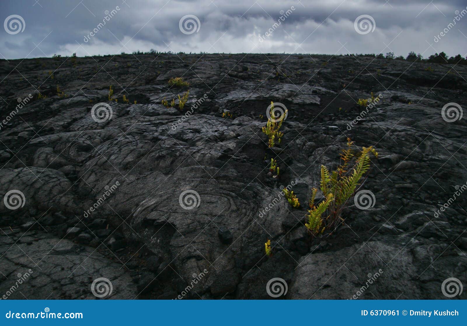 Flowers in a hard lava stock image. Image of hike, flow 6370961