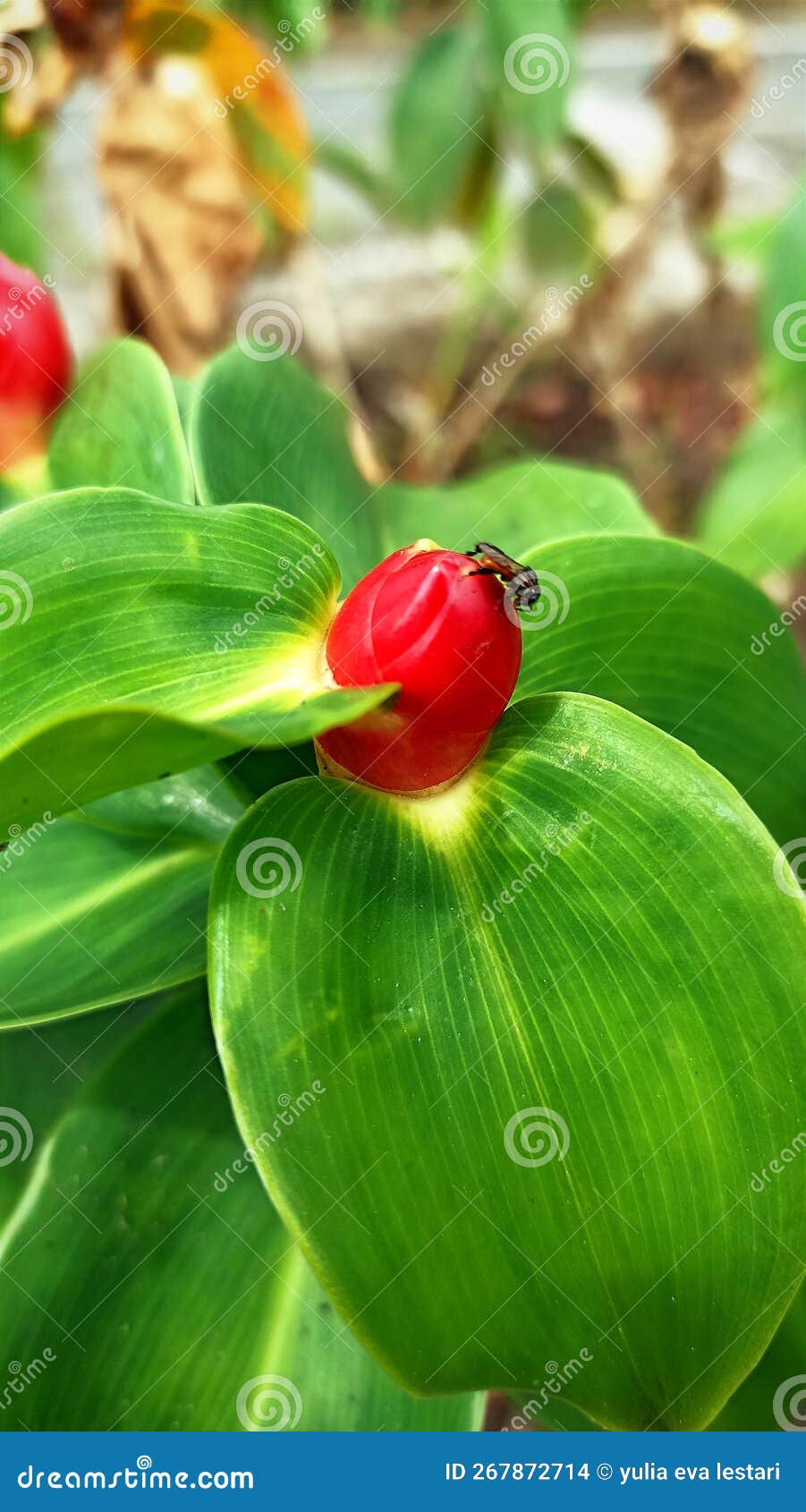 Flowers that Have Not yet Bloomed, Infested with Pollensucking Insects that are on the Flowers