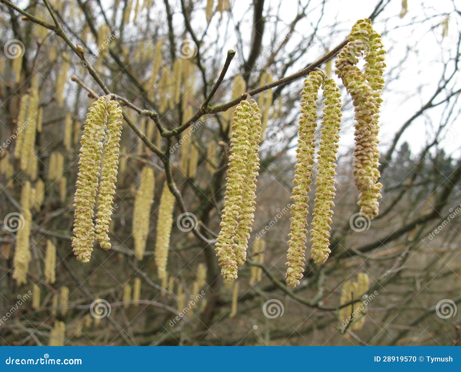 Flowers hazelnut ordinary stock photo. Image of flower 28919570