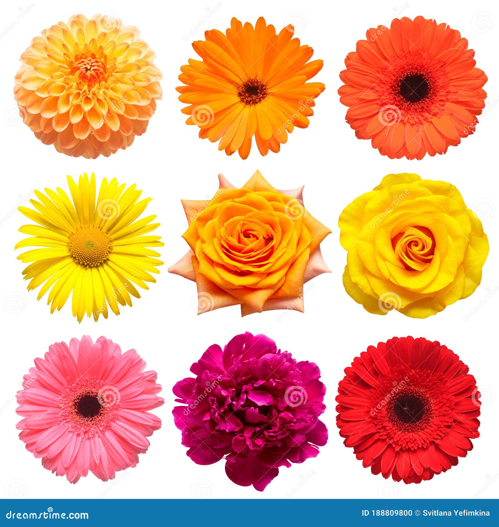 Flowers Head Collection of Beautiful Daisy, Rose, Calendula, Gerbera ...