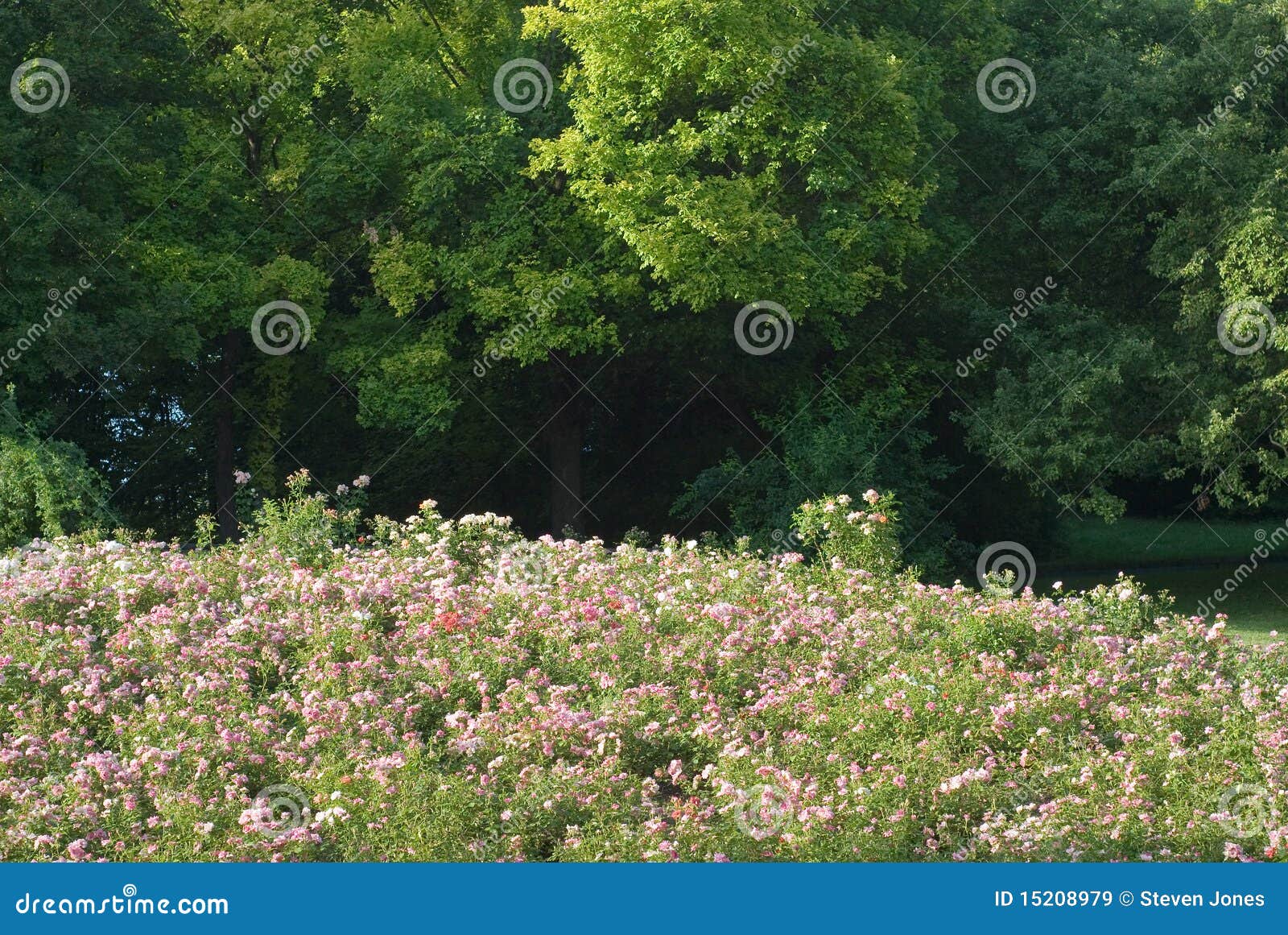 Flowers on a Hill stock image. Image of natural, canopy - 15208979