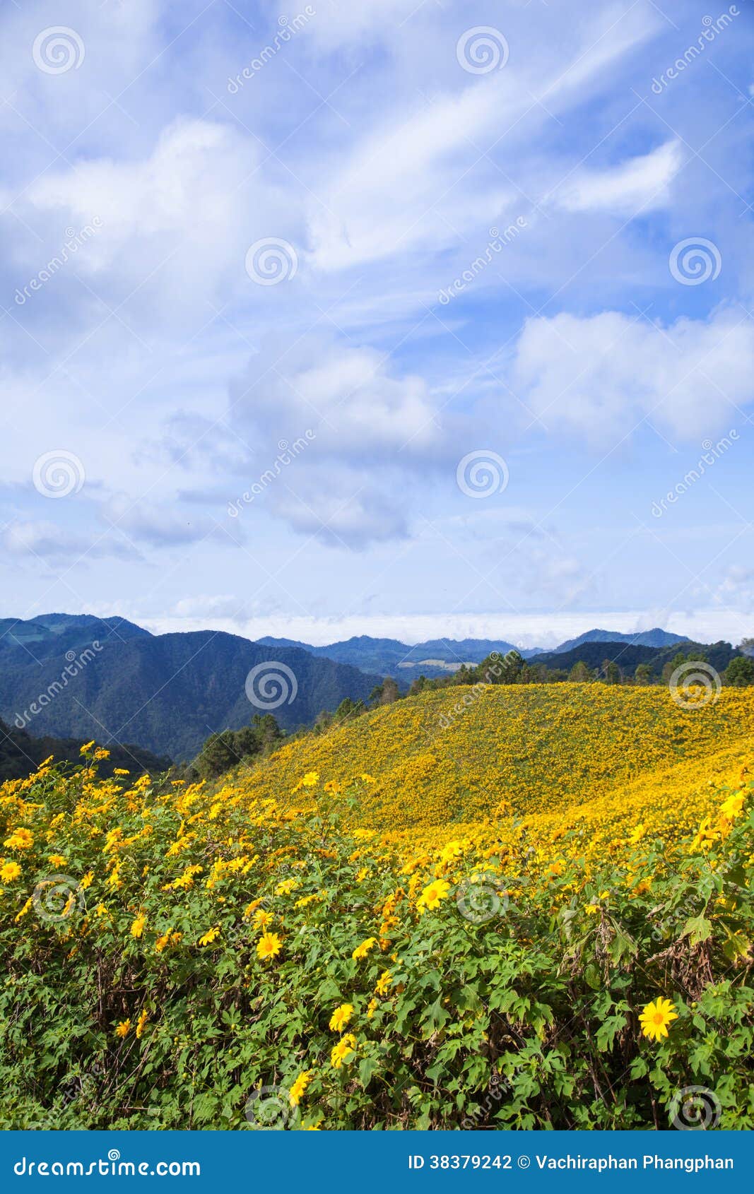 Flowers on the hill stock photo. Image of forest, outdoor 38379242