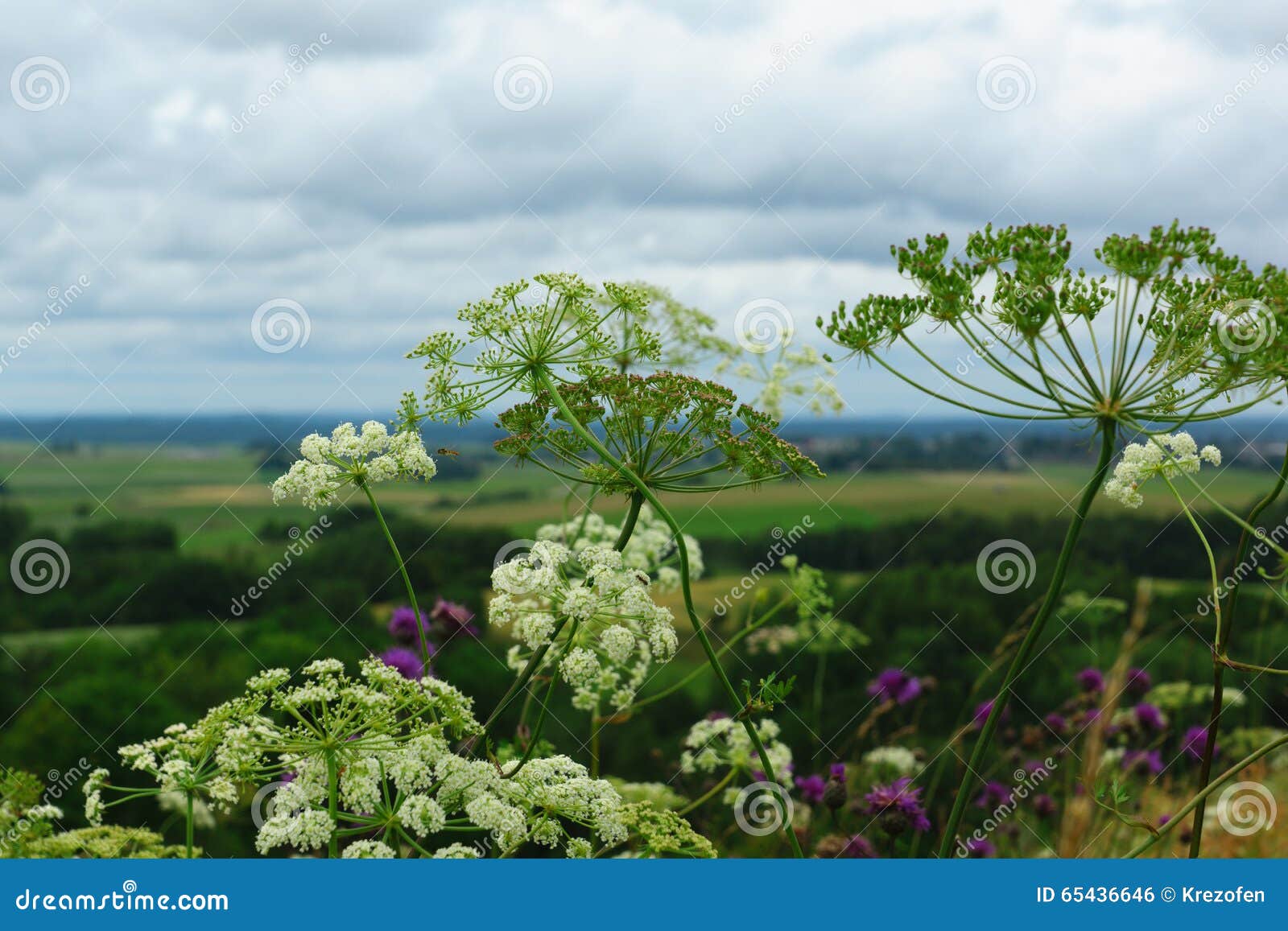 Flowers on the hill stock photo. Image of plant, cloudscape 65436646
