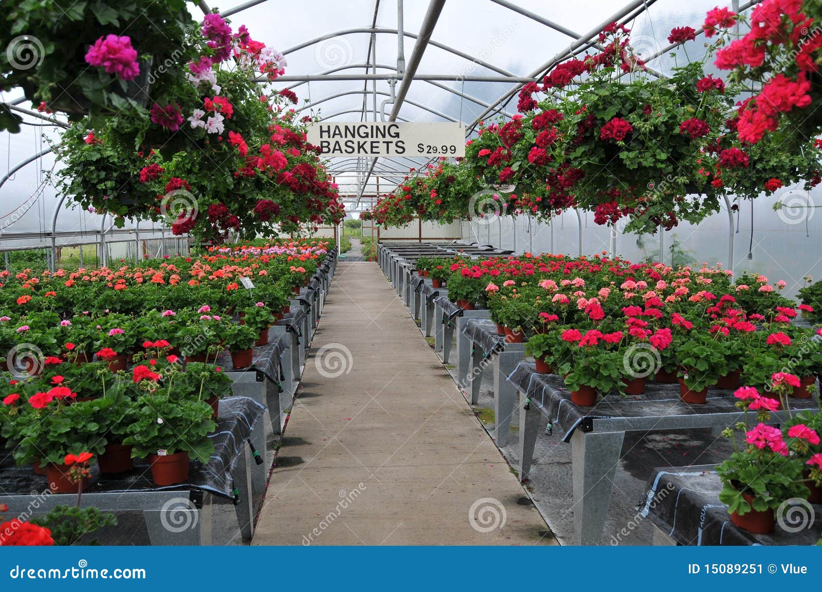 Flowers Inside Greenhouse Nursery Stock Image Image of glass