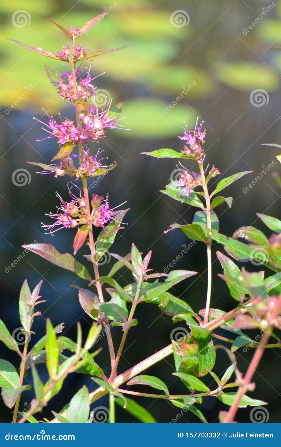 purple loosestrife plant purple loosestrife plant