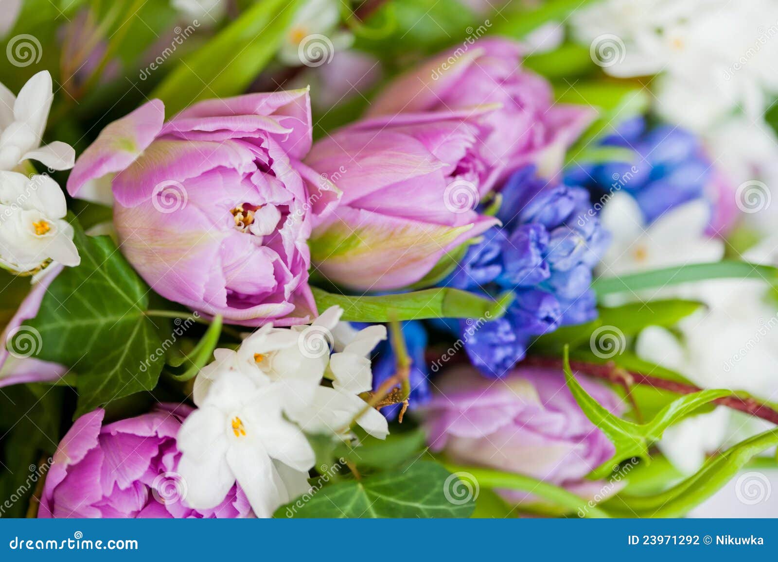 Flowers Isolated on White Background Stock Photo - Image of blossom ...