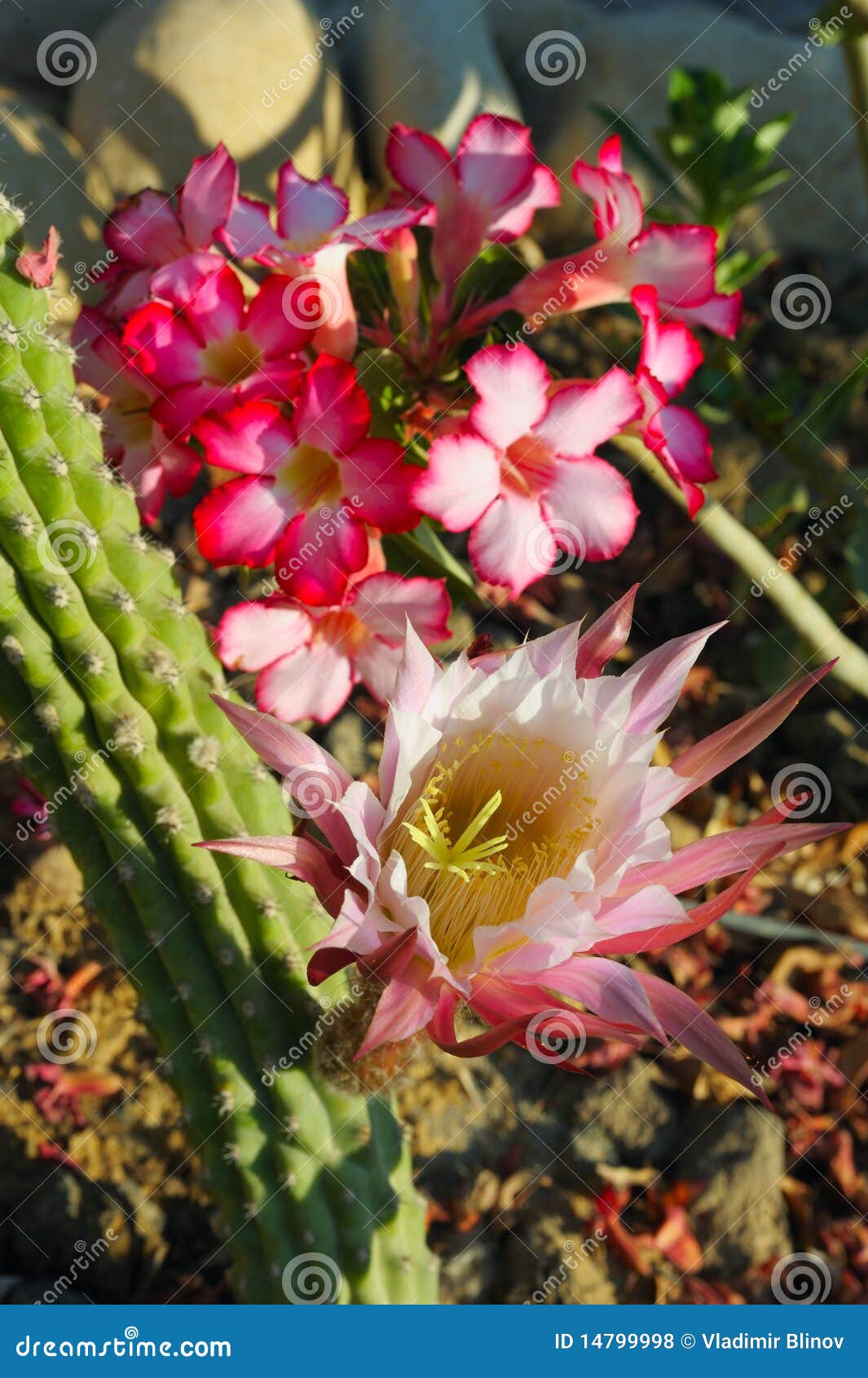 Flowers of Israel stock photo. Image of middle, outdoor 14799998
