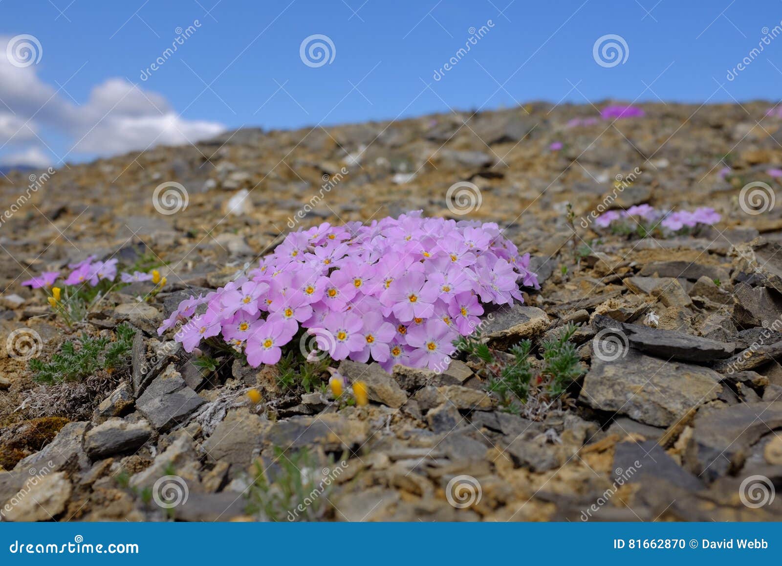 flowers of ivvavik national park