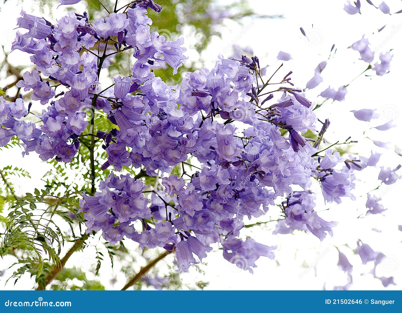 Flowers of jacaranda. stock photo. Image of city, tree 21502646
