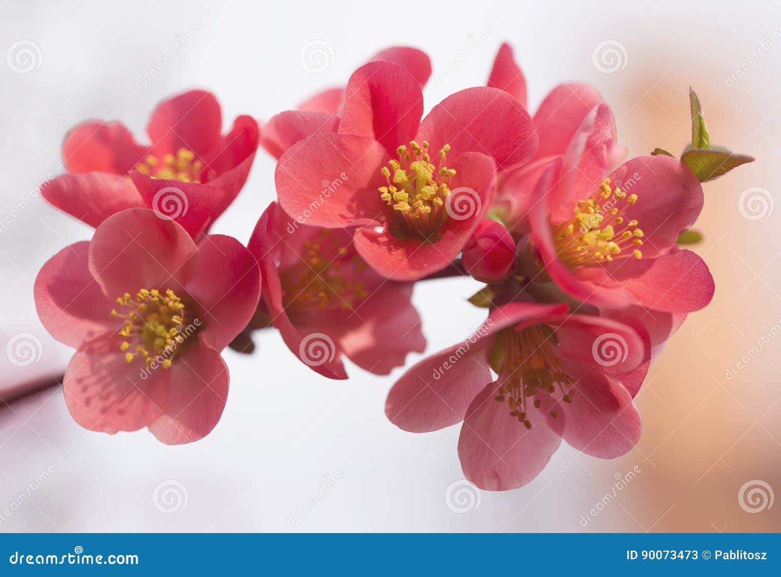 Flowers of Japanese Quince Tree Symbol of Spring, Macro Shot W Stock