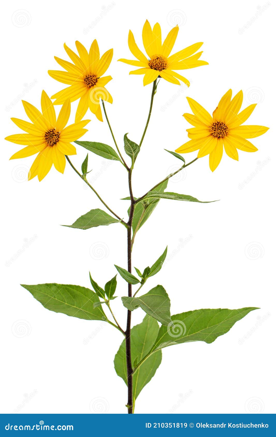 flowers of jerusalem artichoke earth apple, lat. helianthus tuberosus l. or girasol,  on white background