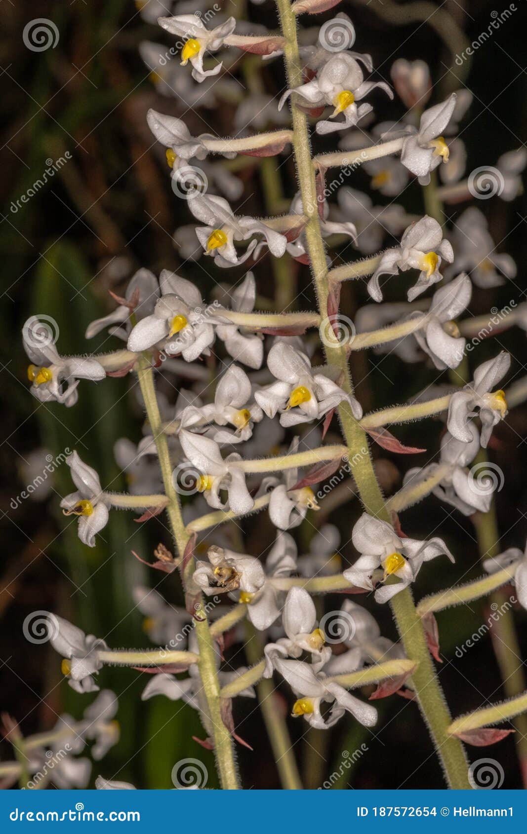Jewel Orchid stock photo. Image of white, velvety, nature - 187572654