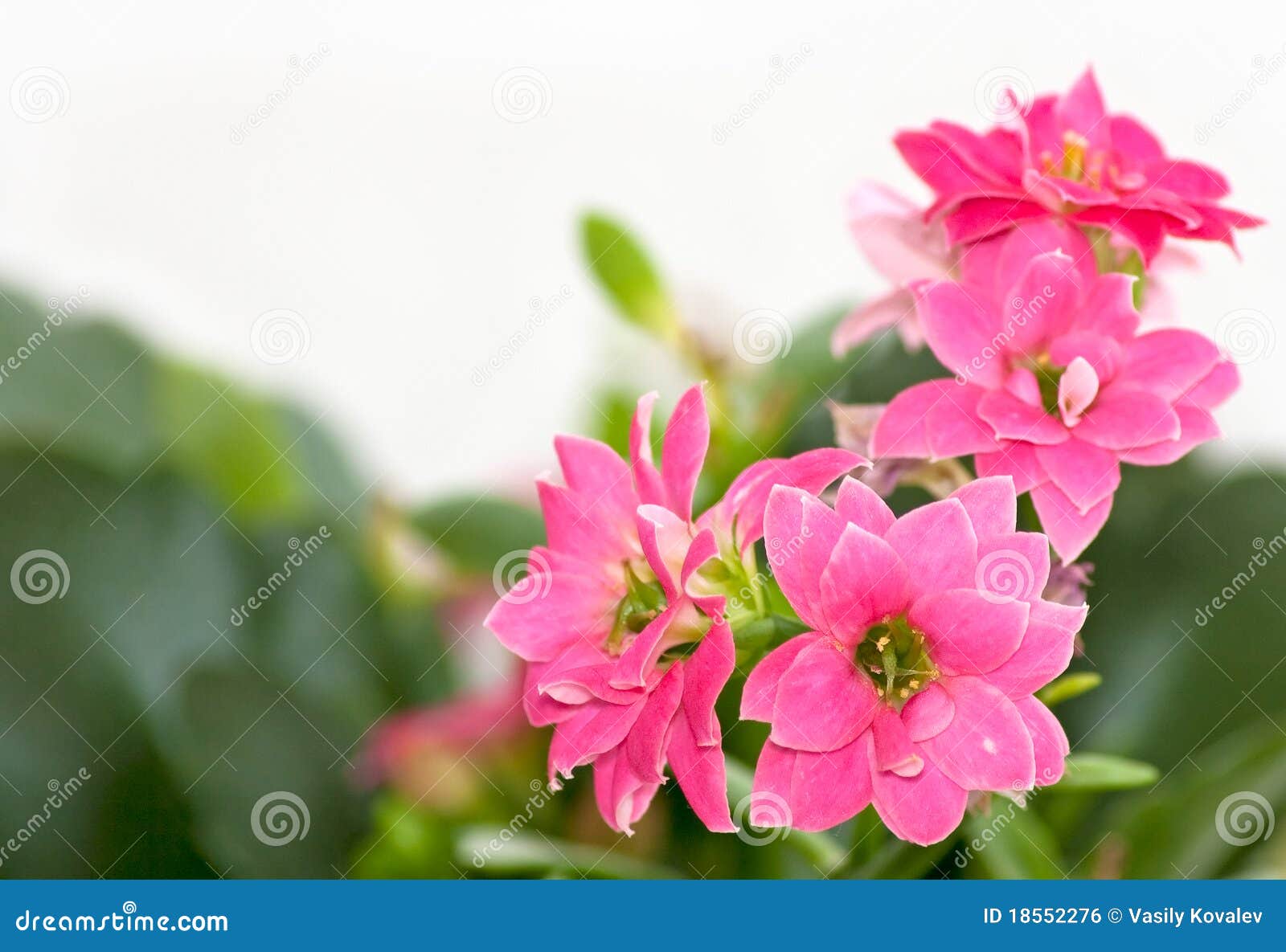 Flowers of kalanchoe stock photo. Image of green, decoration - 18552276