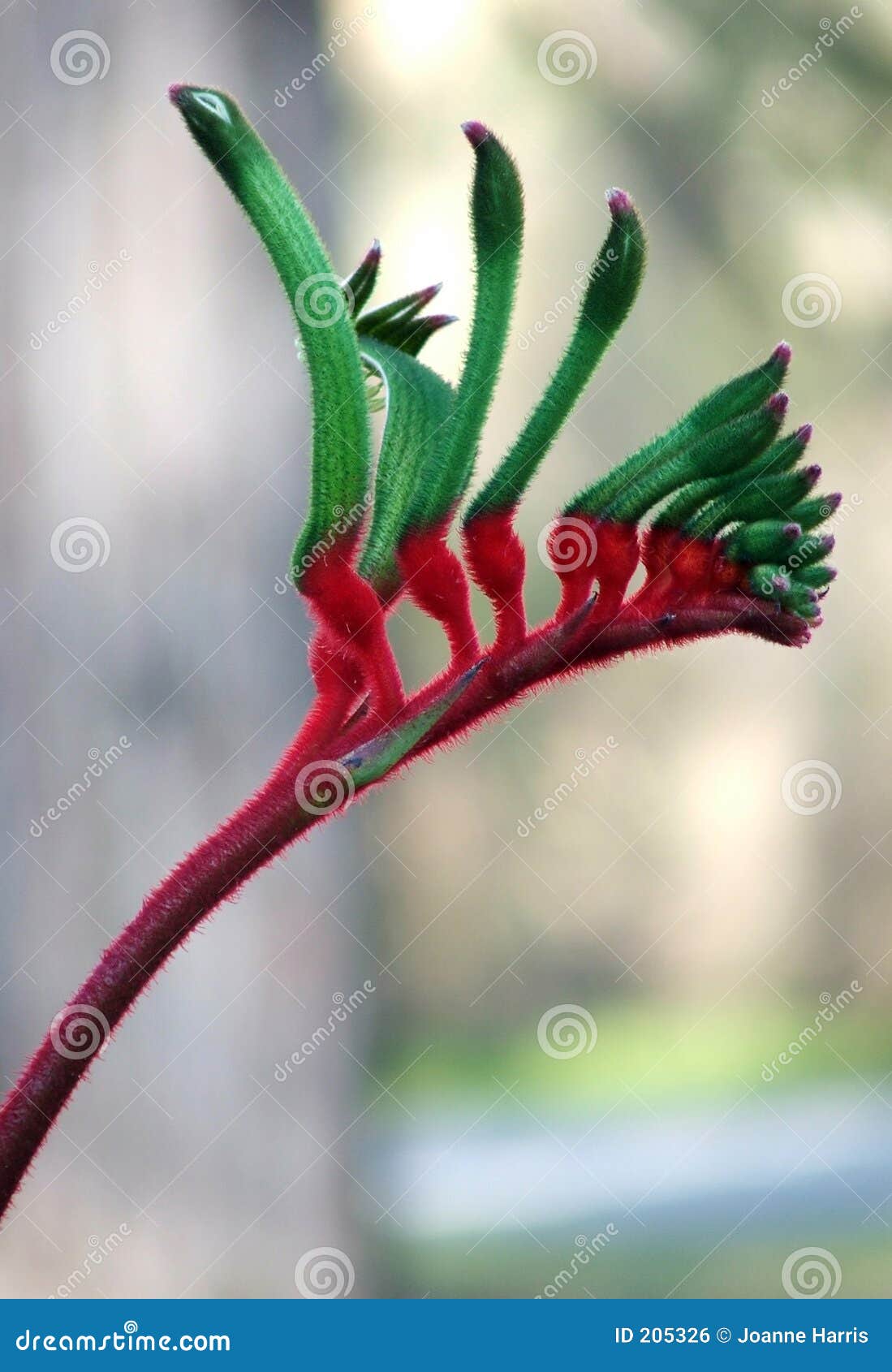 Flowers Kangaroo Paw stock photo. Image of kangaroo, australian 205326