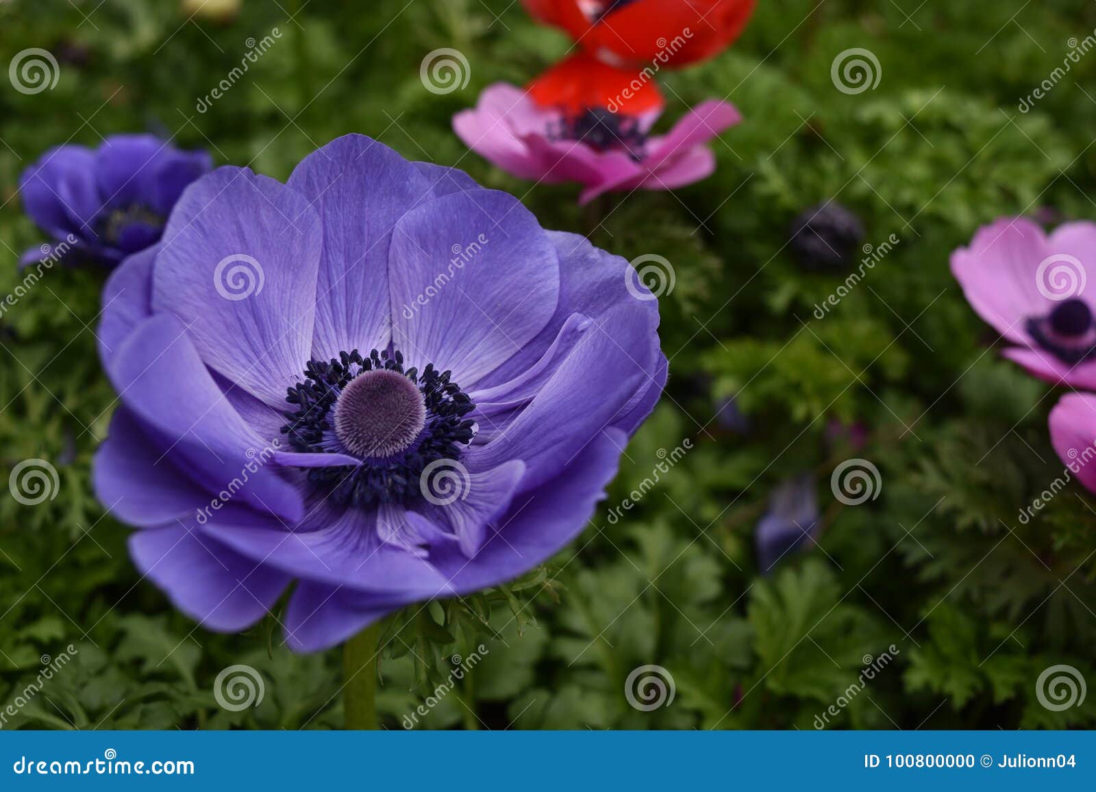Flowers in Korea stock photo. Image of blue, blossom 100800000
