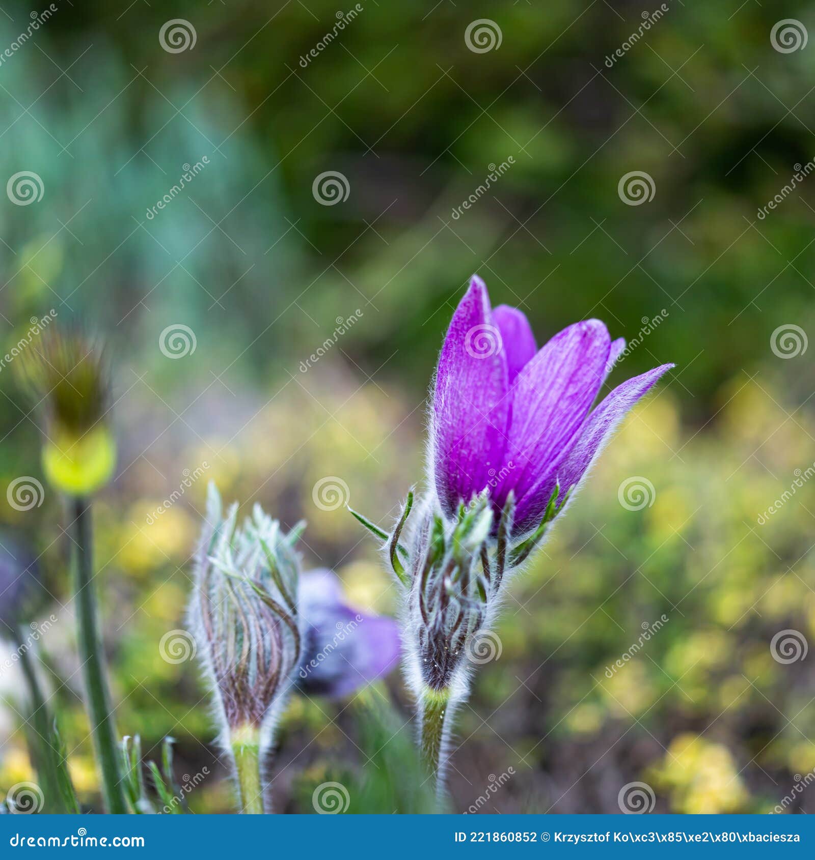 Flowers from the Krakow Botanical Garden Stock Photo Image of poland