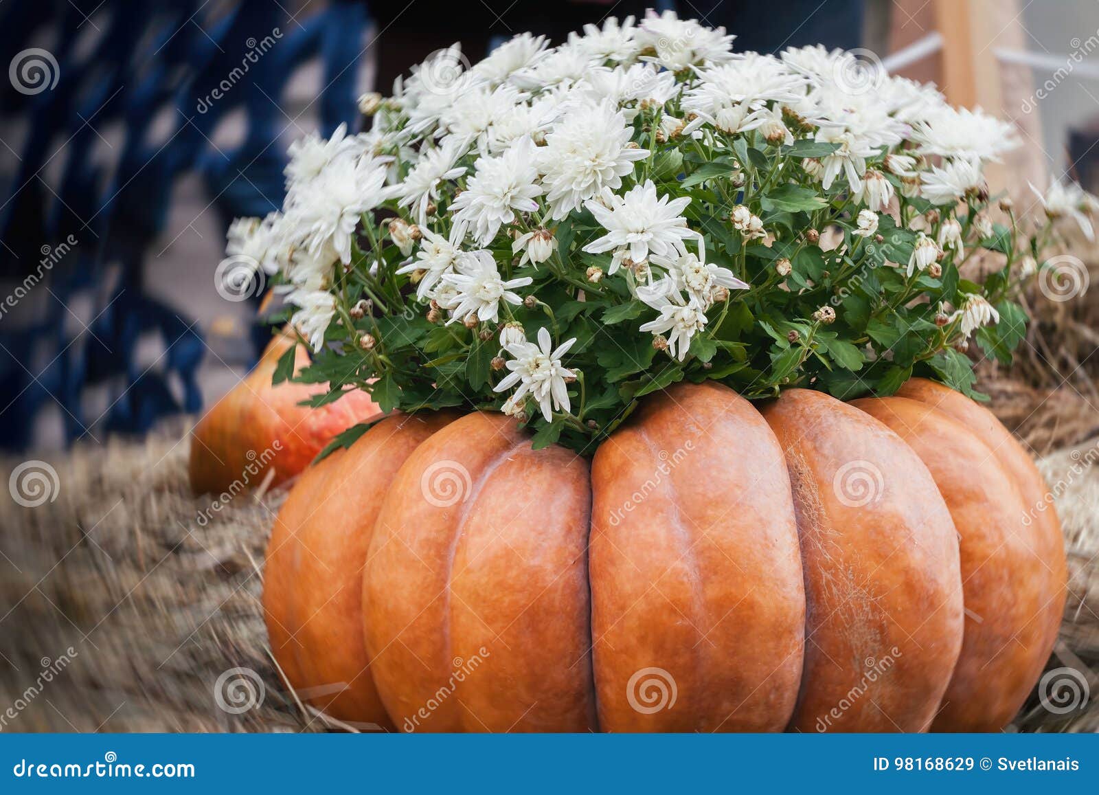 flowers in large ribbed pumpkin. thanksgiving day and halloween festive decoration and concept. autumn, fall background