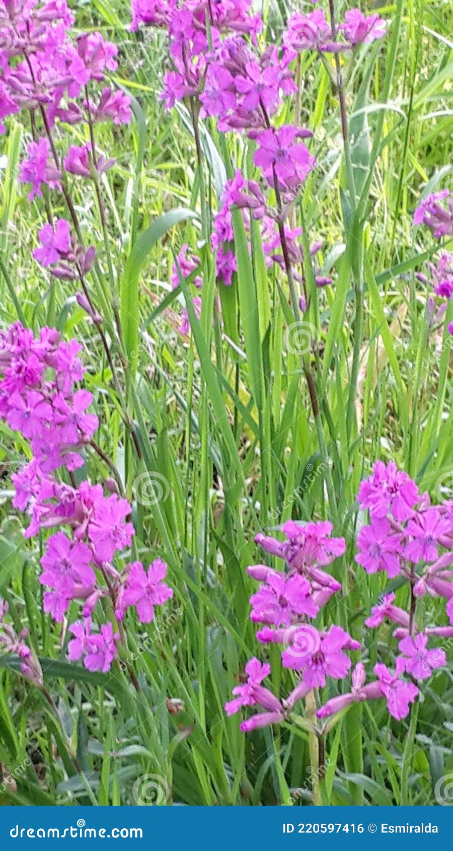 Flowers Lavender. Garden Flowers Stock Photo Image of meadow, lilac