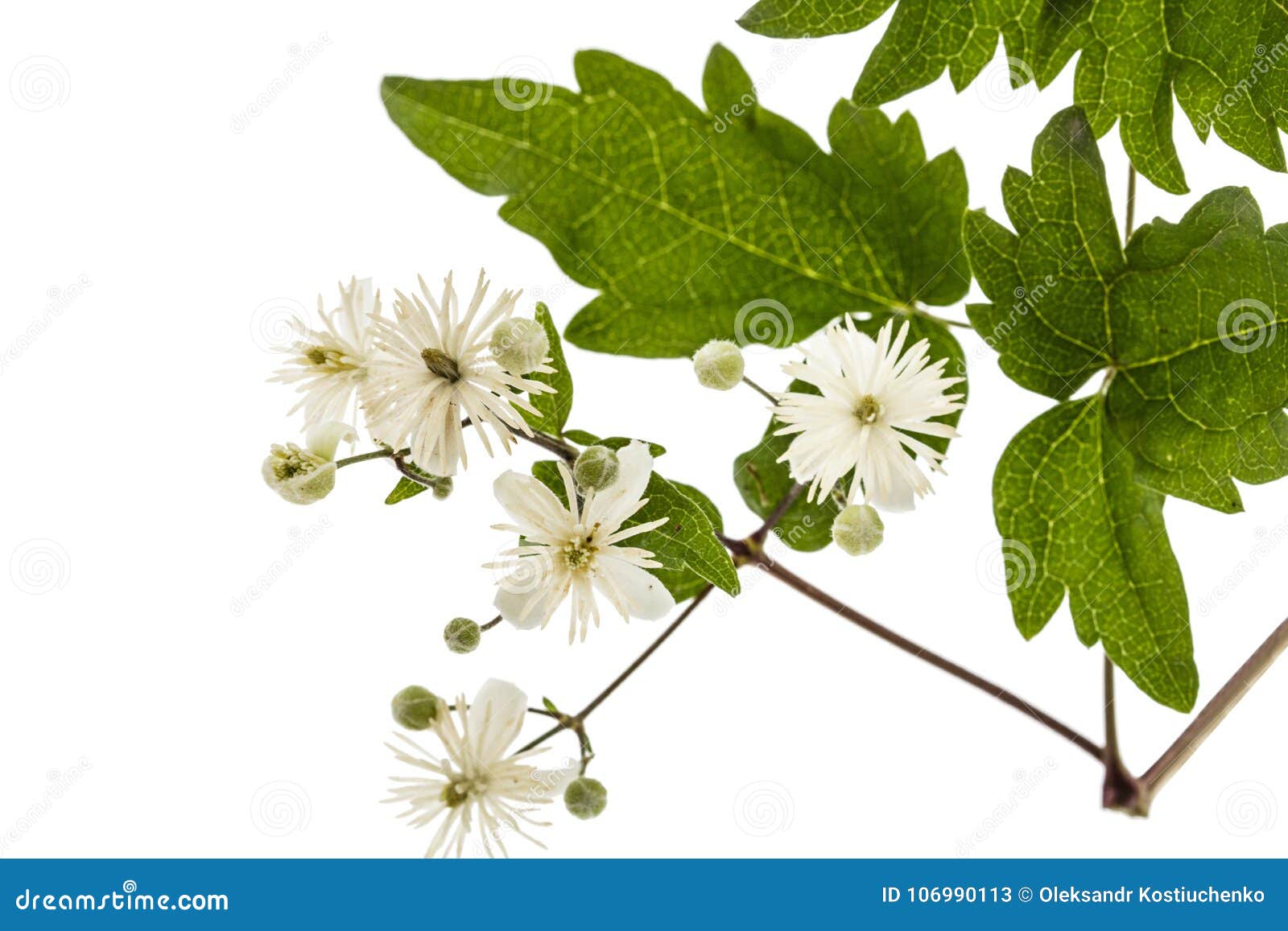 Flowers And Leafs Of Clematis Lat Clematis Vitalba L Isolated On White Background Stock Image Image Of Clematis Blossoming 106990113