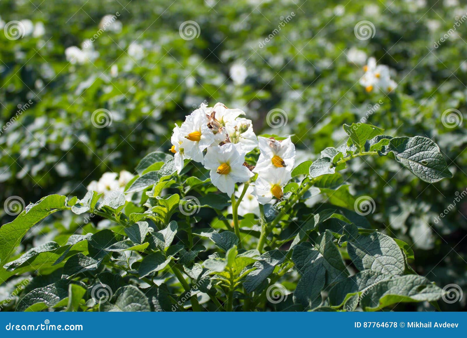 Flowers and Leaves of Potatoes Stock Photo Image of blossom, flower 87764678