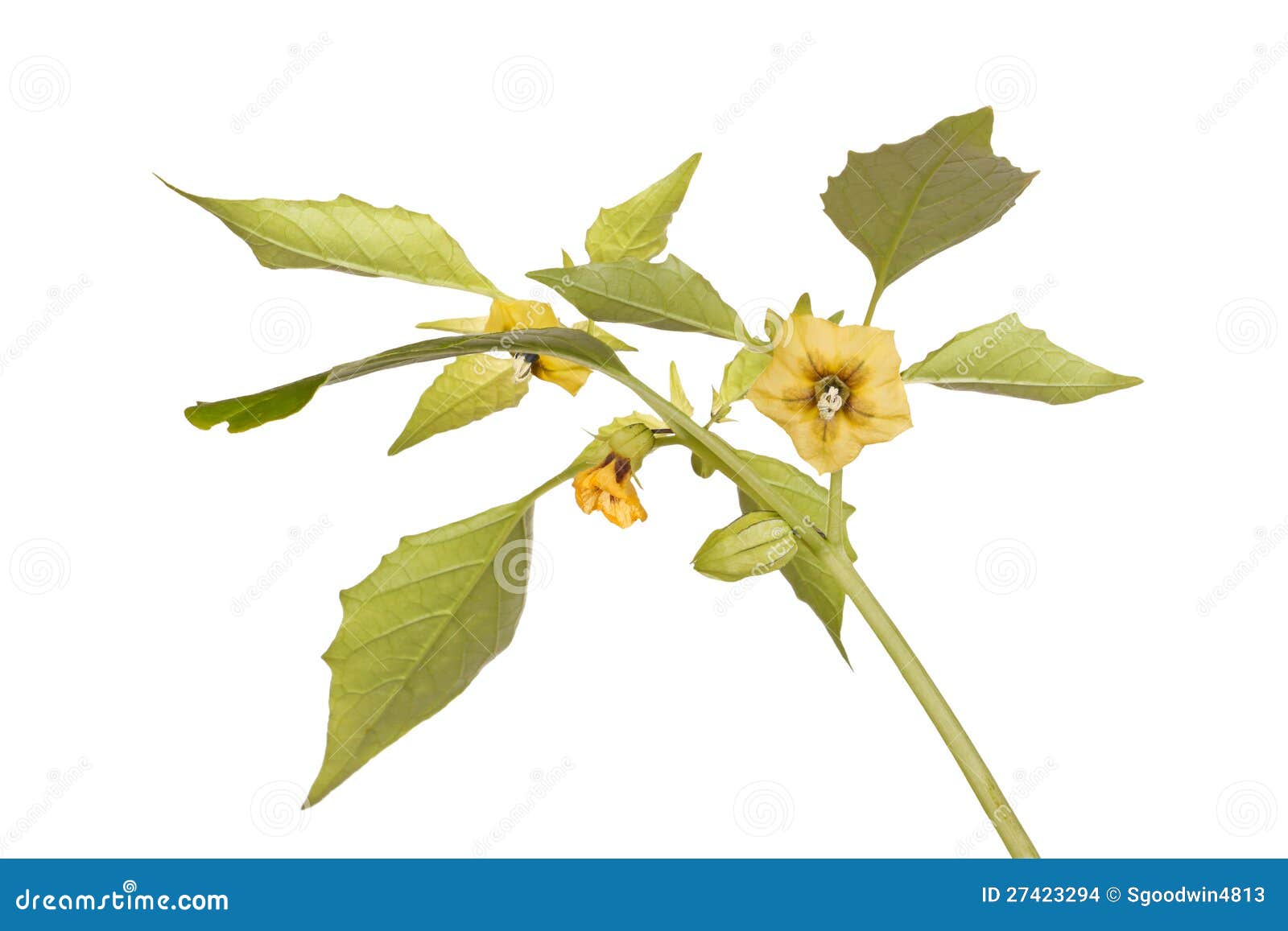 Flowers and Leaves of a Tomatillo Plant Stock Photo Image of mexican