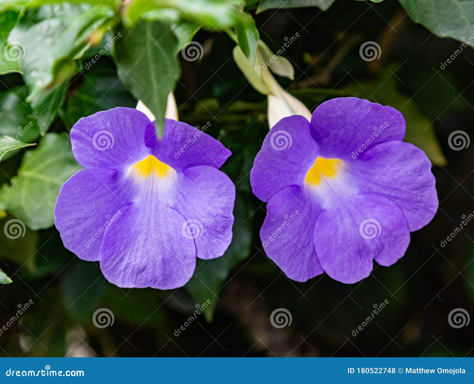 FLOWER THUNBERGIA ALATA Stock Photography CartoonDealer 68641502 flower-thunbergia-alata-stock-photography-cartoondealer-68641502