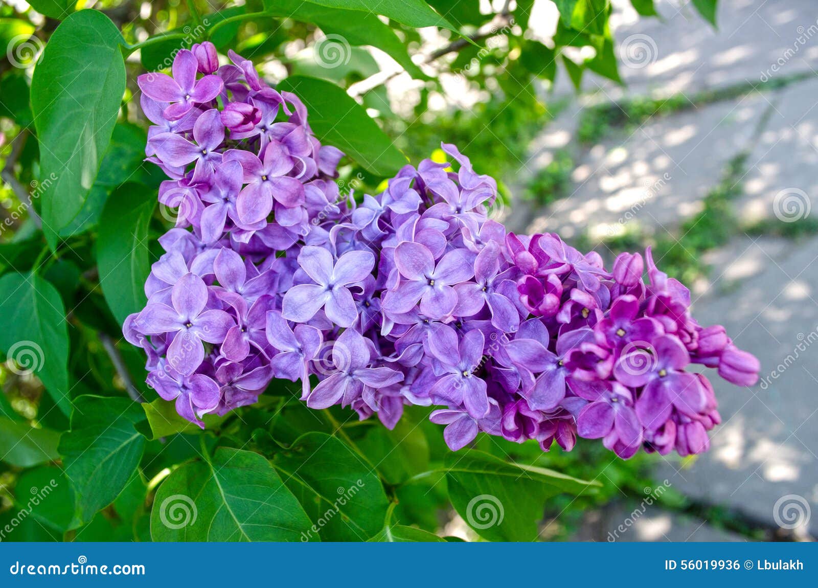 flowers of lilac tree