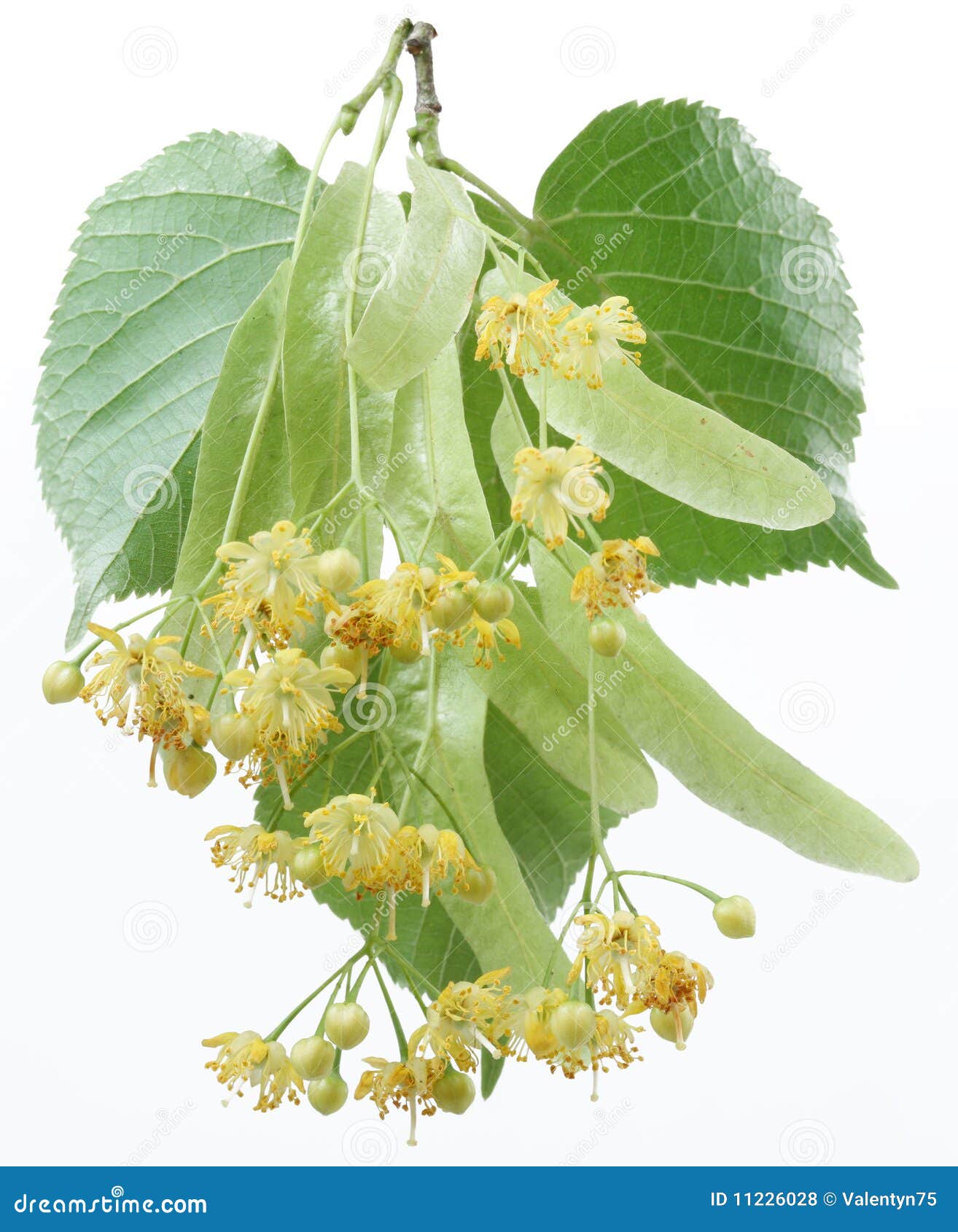 Flowers of linden-tree stock photo. Image of fresh, branch - 11226028