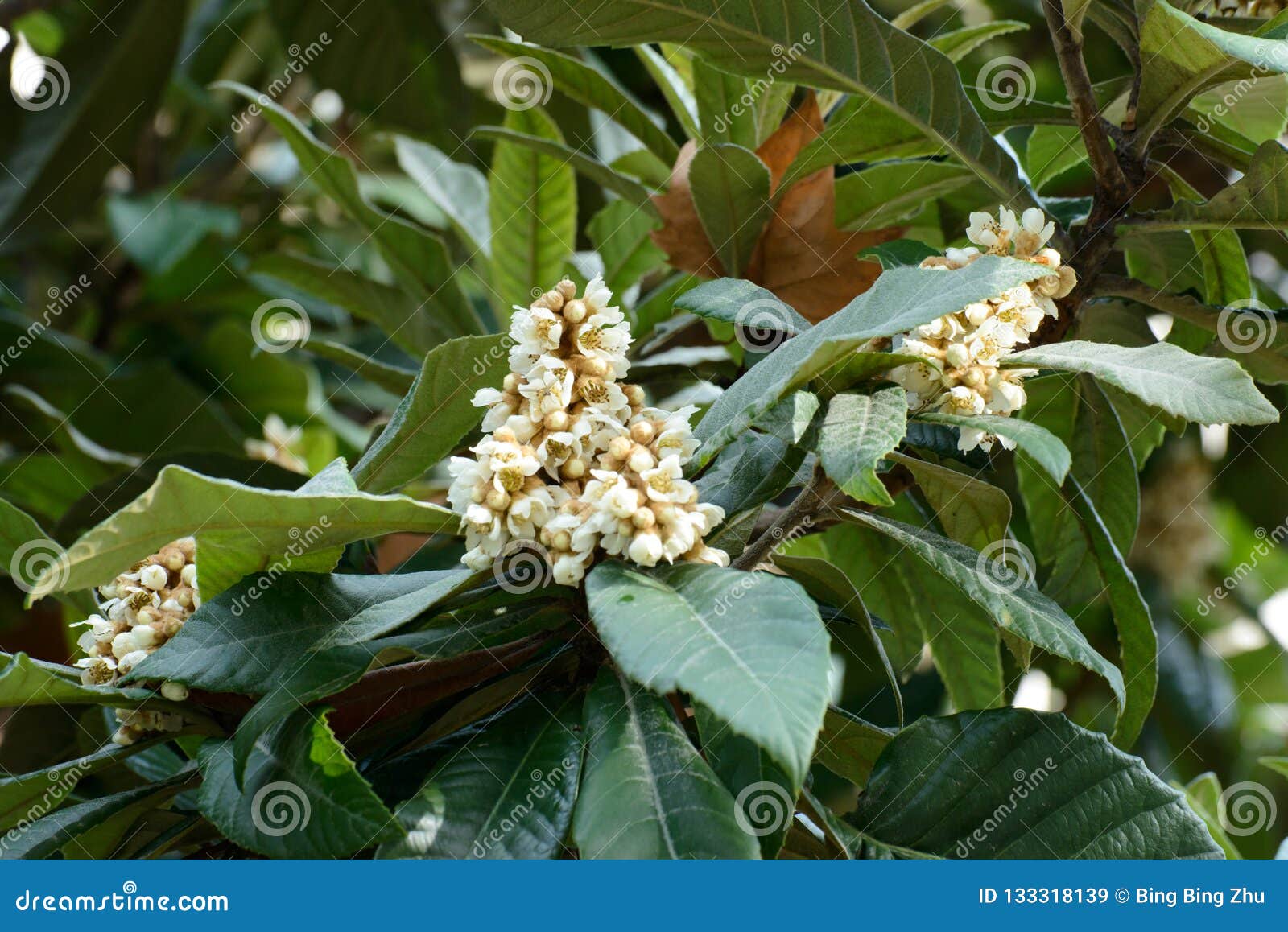 204,844 Small White Flowers Stock Photos - Free & Royalty-Free Stock Photos  from Dreamstime