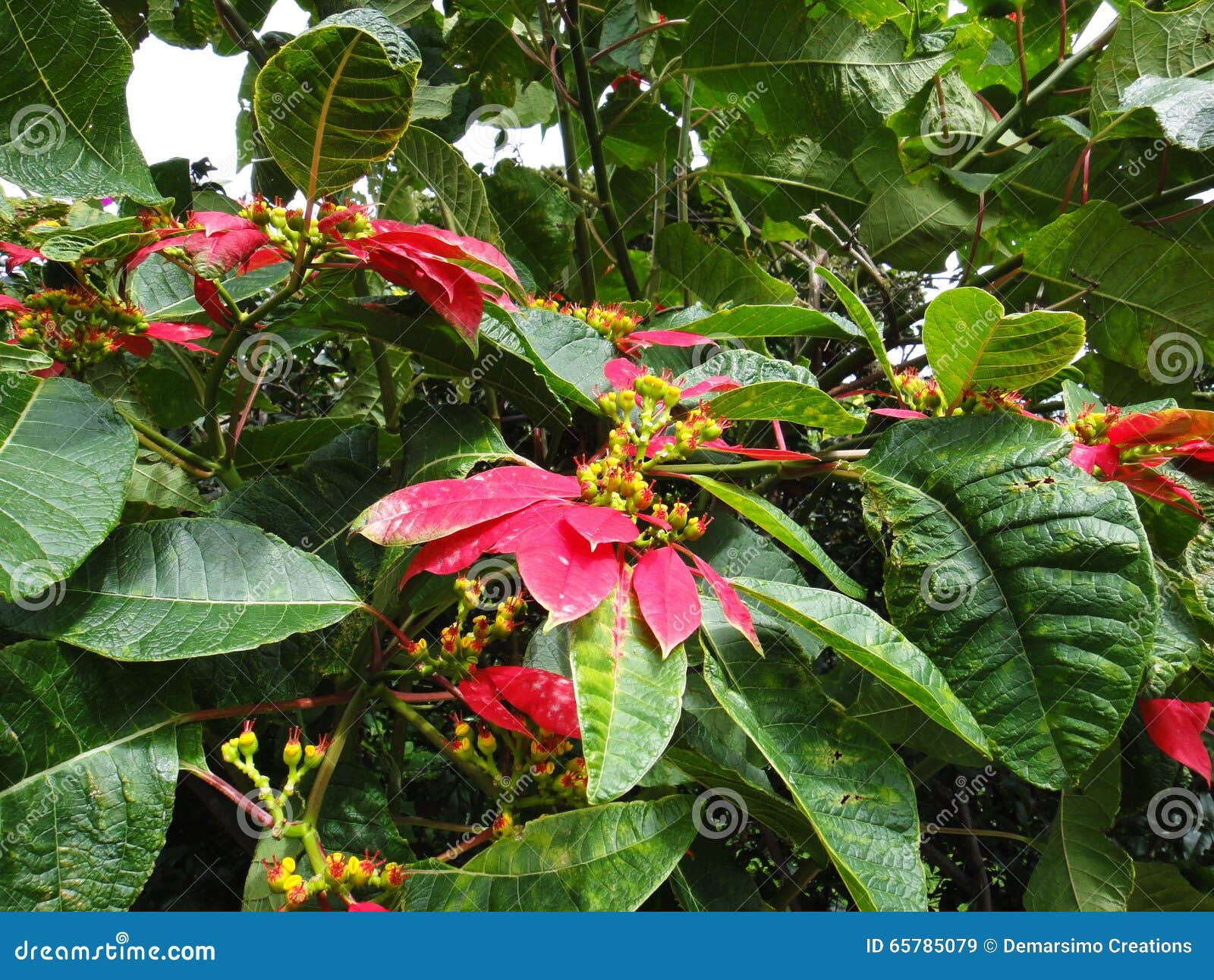 Flowers of love stock image. Image of leaves, tropical 65785079