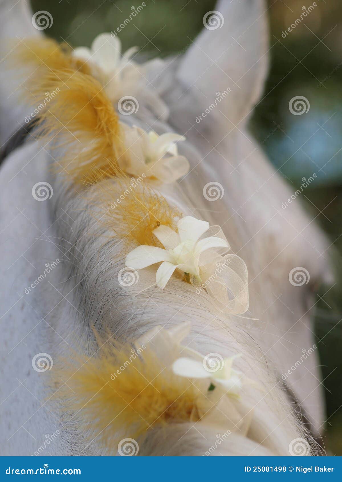 Flowers in the Mane of a Horse Stock Photo Image of horse, equestrian