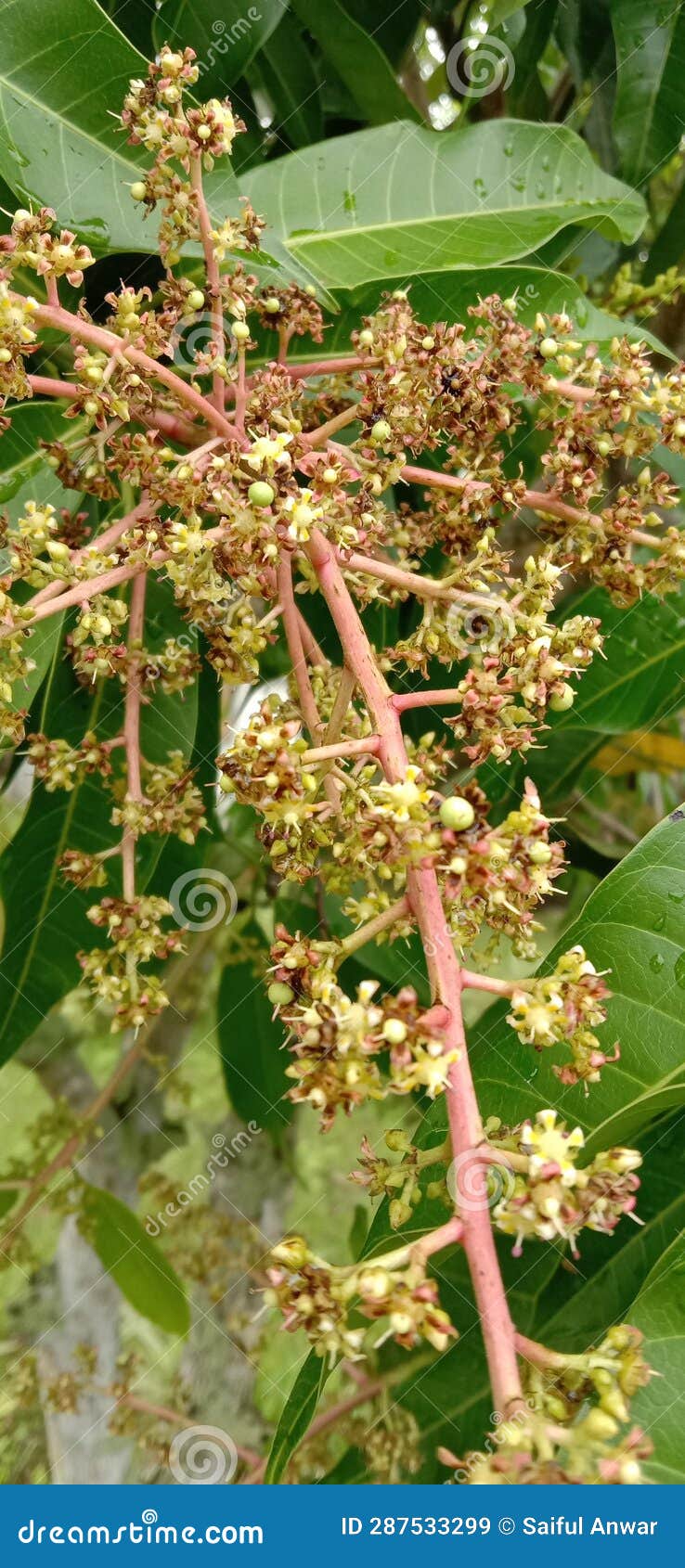 Flowers from Mango Tree Plants that are Still in the Process of