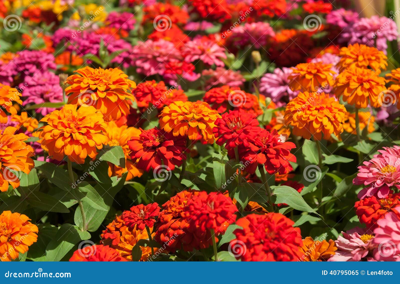 Flowers marigolds stock image. Image of orange, view 40795065
